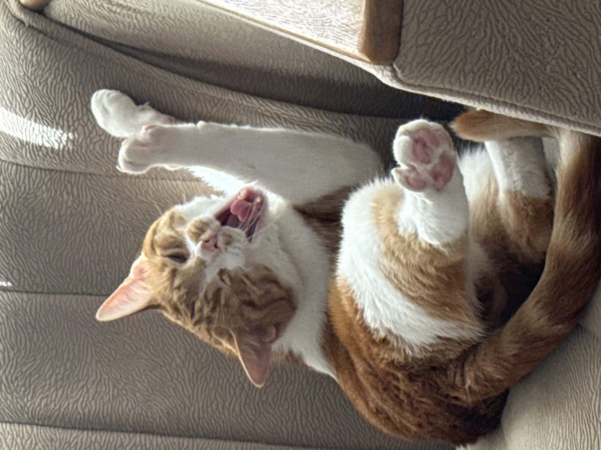 An orange and white tabby cat is lying on a beige fabric sofa, seemingly upside down with its head tilted back and mouth open, possibly yawning. One of its paws is extended upward, showing pink toe beans. The cat's tail is curled around its body. The background is out of focus, but suggests a domestic interior. There is no information to suggest that this image was taken in Bar, Montenegro.