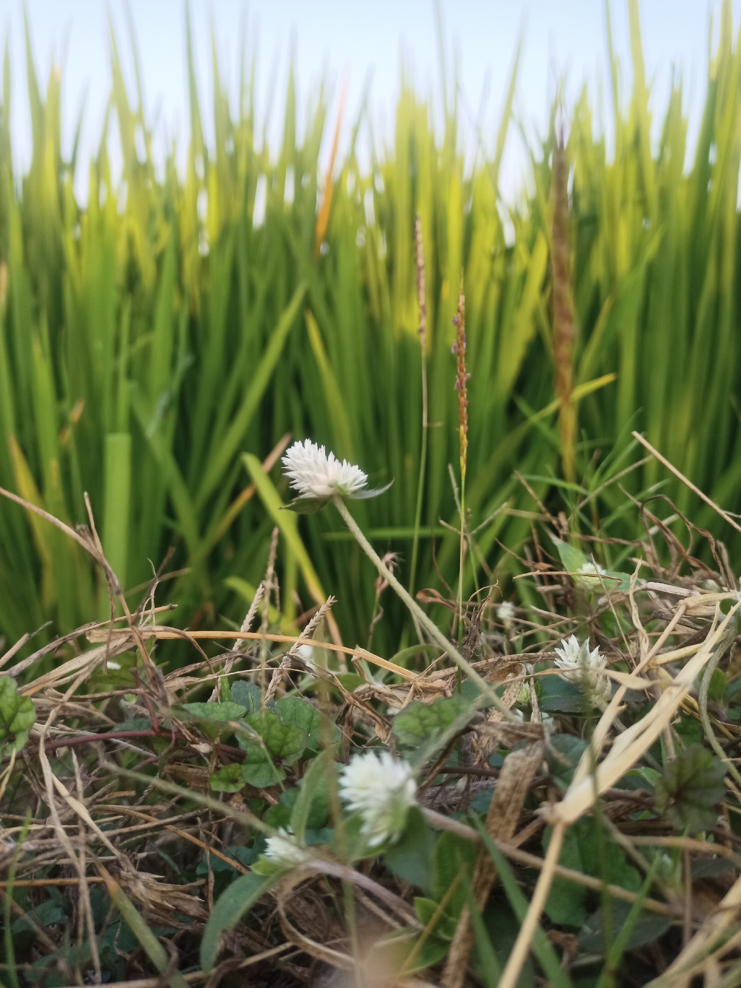 A low-angle shot captures a patch of dry grass and green leaves in the foreground, with a larger field of vibrant green rice stalks filling the background. Several small, white, globular flowers are visible scattered among the dry vegetation, with one prominent flower on a thin stem to the left of the frame. The sky above is a pale, hazy blue. The scene appears to be located in a rural area, possibly a rice paddy field in Karangtalun, Indonesia, given the presence of rice stalks and the typical landscape of such regions. There are no people or animals in the frame, and no identifiable structures are visible. The overall impression is one of natural growth and the quiet transition of seasons.