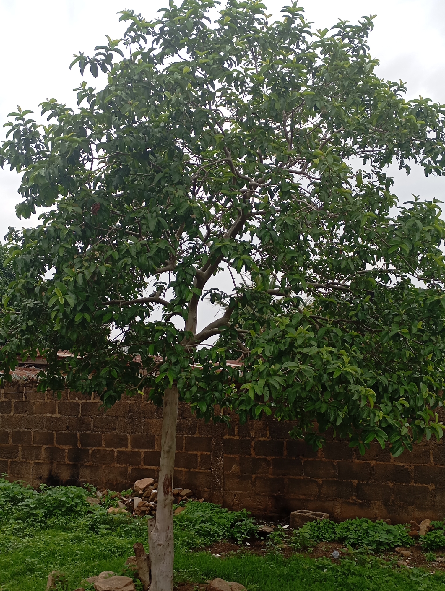 A medium shot captures a guava tree in the foreground, its branches laden with green leaves and some visible small fruits. The tree has a light gray, textured trunk. Behind the tree, a brick wall, constructed with rough, brown bricks, forms the background. The wall appears aged, with some signs of weathering. In front of the wall, a patch of green grass and some rocks are visible. The sky above is overcast with a light gray hue. The scene is set in New Stadium, Nigeria.