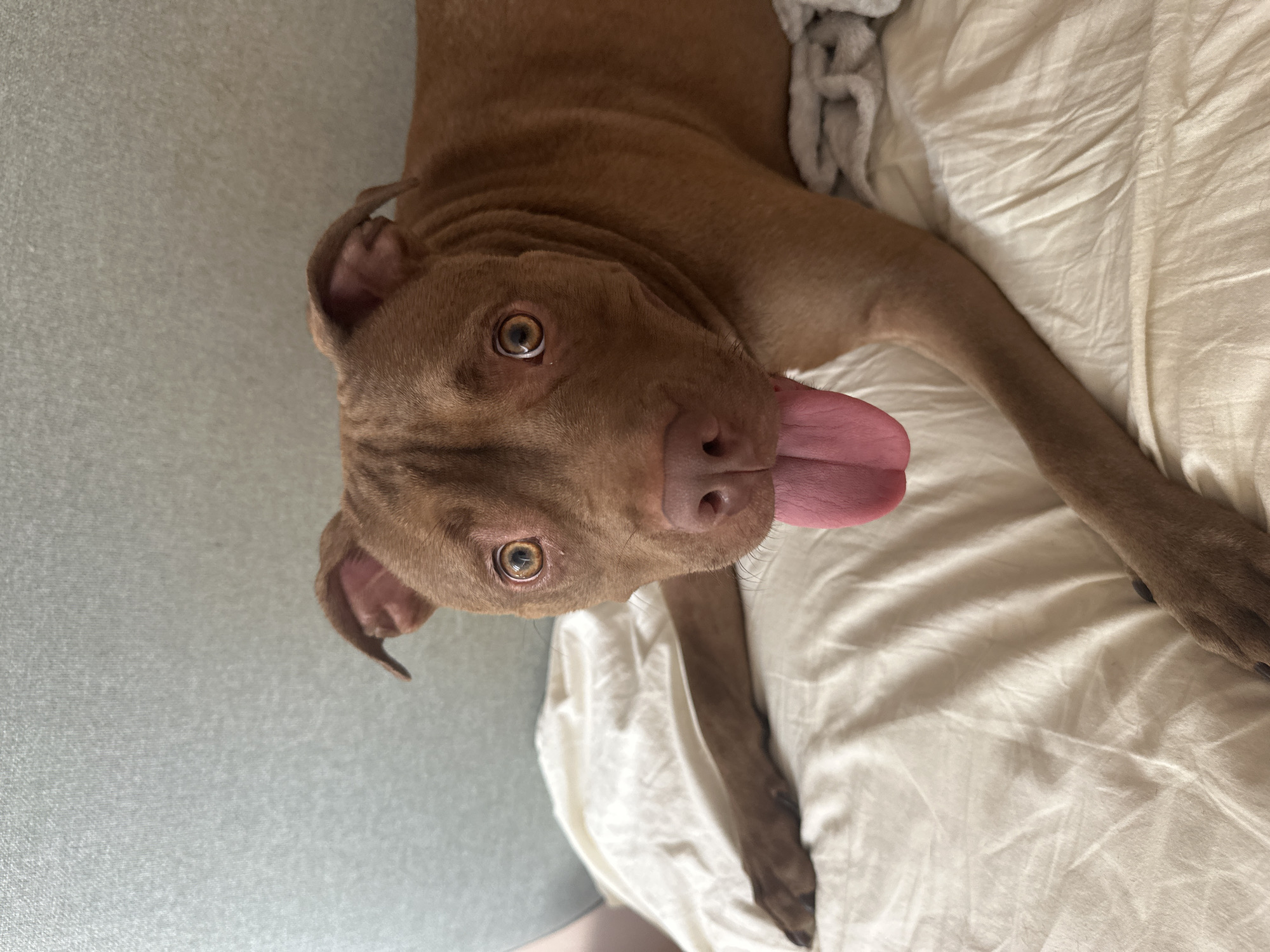A brown pit bull dog with its tongue hanging out is lying on a bed with white sheets. The dog's eyes are wide open and looking directly at the camera. The background is a light gray wall. The image appears to be taken indoors in a home environment. There is no indication of the city of Malevo, Bulgaria, in the image.