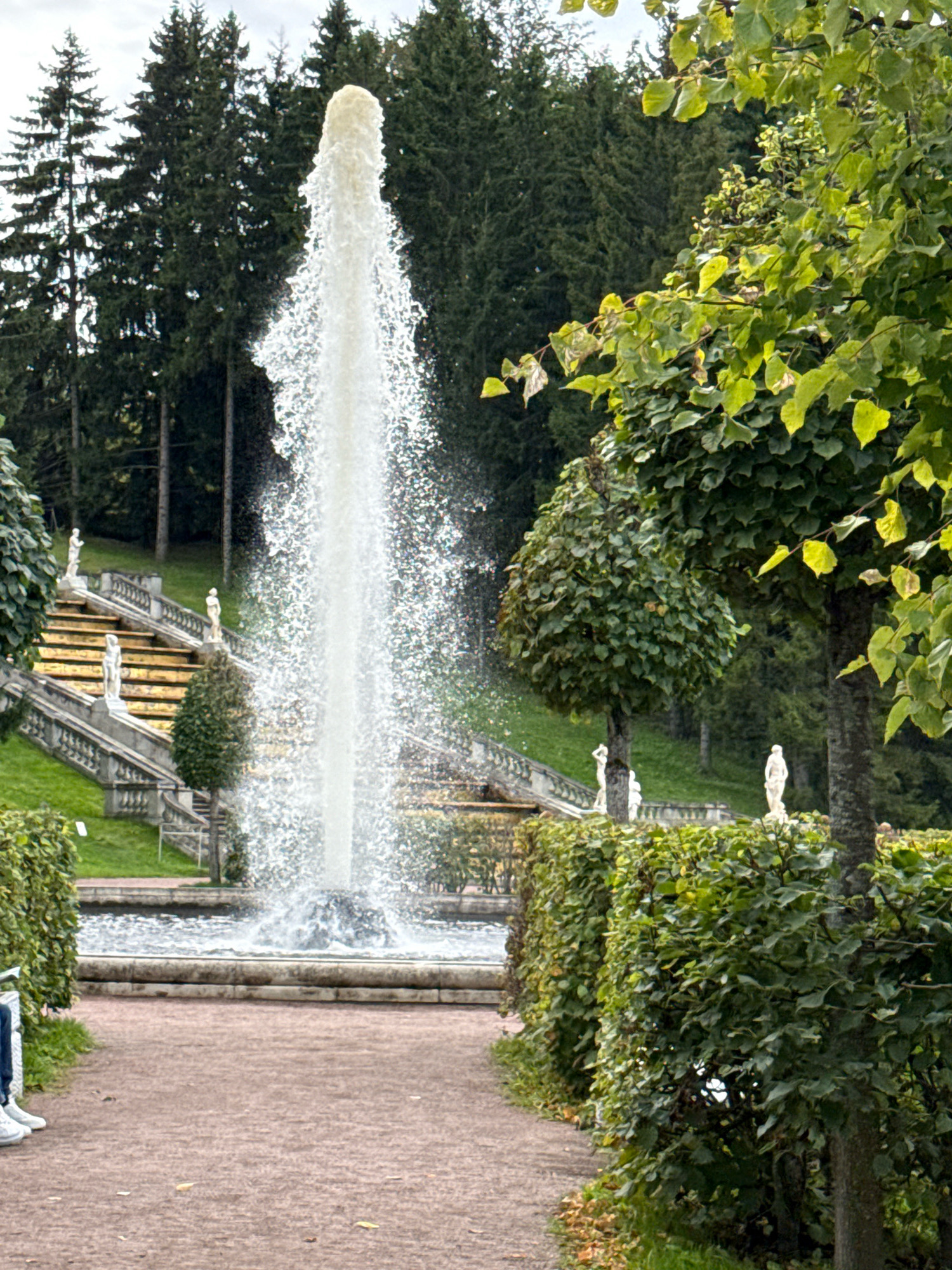 The image depicts the Peterhof Grand Cascade in Peterhof, Russia, a UNESCO World Heritage site. In the foreground, a paved walkway leads towards a large fountain. The fountain shoots a tall, powerful jet of water high into the air, creating a spray that catches the light. To the right of the walkway, a manicured hedge runs along the path, with a mature tree behind it. In the background, a grand staircase, adorned with statues, ascends a grassy slope. The staircase is lined with balustrades and further statues. The entire scene is framed by a dense forest of tall, dark green coniferous trees. The sky is overcast.