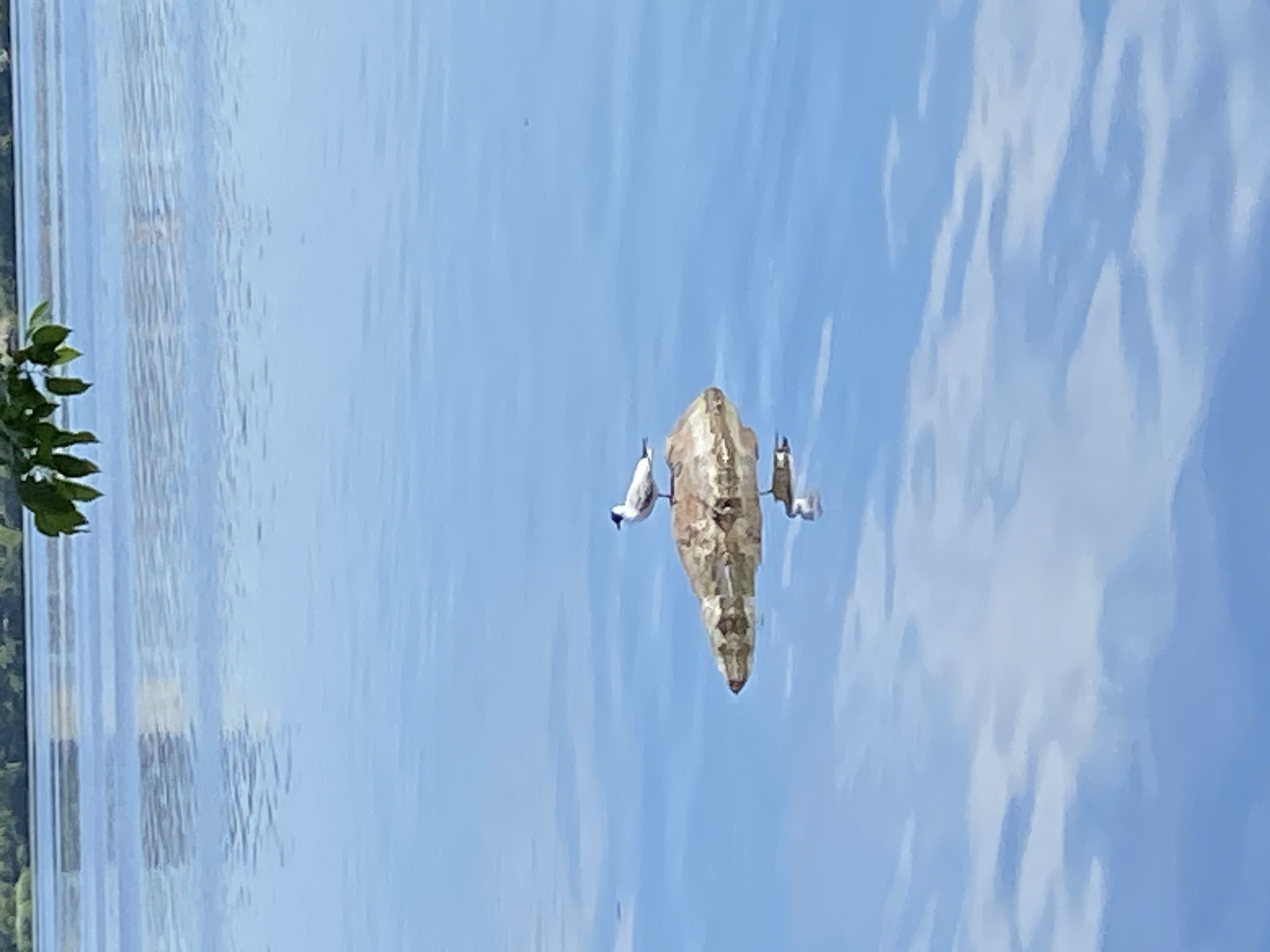 The image, correctly oriented, presents a serene outdoor scene on a tranquil body of water. A weathered, elongated log or piece of driftwood floats prominently in the center, exhibiting an irregular, somewhat pointed form.
Perched on the floating log are three white birds, possibly gulls or similar water birds, distinguished by their light plumage and subtle darker markings on their heads or beaks. Two birds are situated on the left side of the log, and one is on the right, all appearing to be at rest or observing their surroundings.
The majority of the frame is dominated by the calm, light blue water, which clearly reflects a bright, clear sky and hints of white clouds. Gentle ripples are visible across the water's surface. In the bottom left corner, a small cluster of green leaves from a nearby tree or bush indicates the presence of an adjacent landmass. A faint, distant line of green along the left edge suggests a vegetated or forested shoreline across the water.
The scene conveys a peaceful and undisturbed natural setting, captured during what appears to be a sunny day with clear weather. There are no people visible, nor any discernible text.