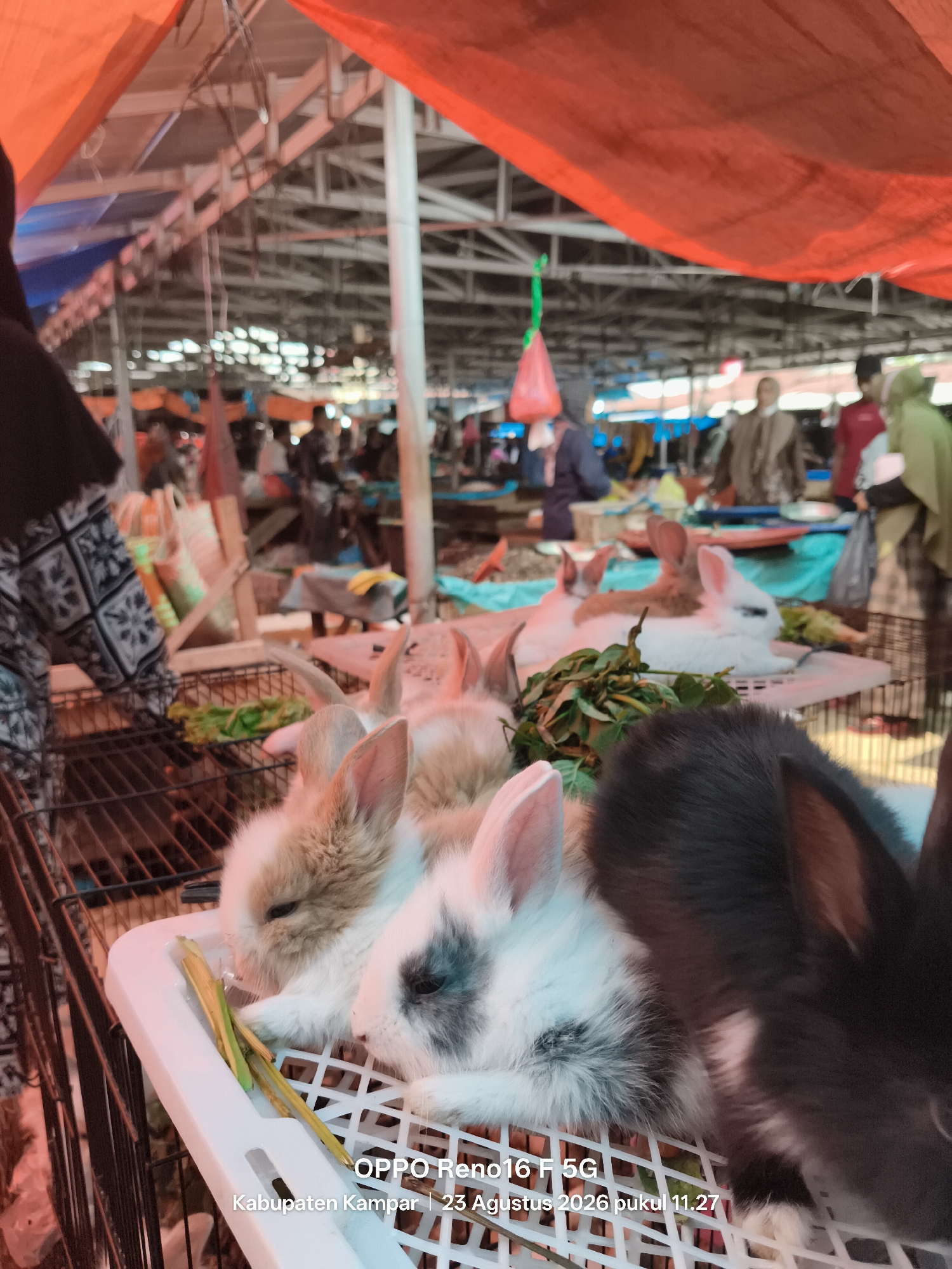 The image depicts an outdoor market scene, likely a traditional market given the open-air stalls and the variety of goods. The foreground is dominated by a white plastic tray containing several young rabbits. The rabbits are of various colors, including white with grey markings, light brown, and dark grey. They appear to be eating some leafy green vegetables. Behind the rabbits, metal cages are visible, containing more rabbits.
In the background, the market extends further with rows of stalls covered by orange and blue tarpaulins, supported by metal framing. People are visible in the background, some appearing to be vendors and others shoppers. The overall atmosphere suggests a bustling marketplace. A timestamp in the lower right corner indicates "OPPO Reno16 F 5G, Kabupaten Kampar, 23 Agustus 2026 pukul 11.27." This suggests the location is in Kampar Regency, Indonesia, and the date is August 23, 2026, at 11:27 AM. Bina Baru, Indonesia, is a plausible location within Kampar Regency.