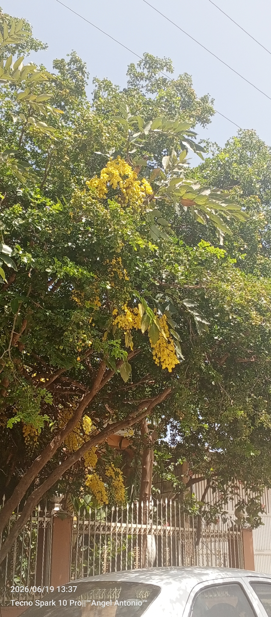 In La Tagua, Venezuela, a sunlit scene captures the vibrant yellow blossoms of a tree, likely a Cassia fistula, cascading downwards. The lush green foliage of the tree forms a dense canopy against a clear blue sky. In the foreground, a wrought-iron fence runs horizontally, separating the property from the street. Partially visible in the lower portion of the image is the silver roof of a car. The timestamp "2026/06/19 13:37" and "Tecno Spark 10 Pro||™ Angel Antonio™" are watermarked in the lower left corner, indicating the date, time, and device used for the photograph.