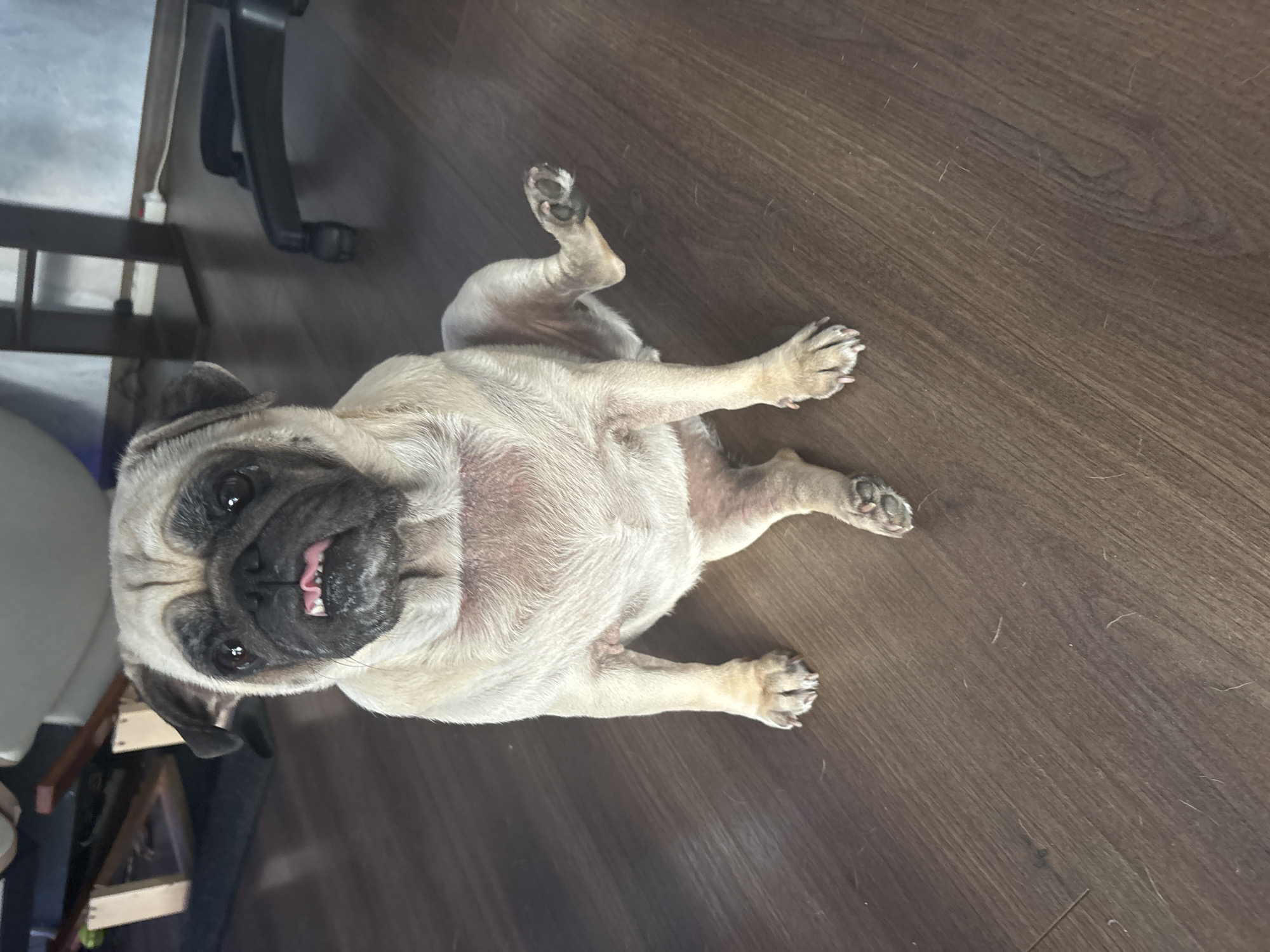 A fawn-colored pug sits on a dark brown wooden floor, its body facing the camera at a slight angle. The pug's mouth is open, with its tongue visible and its teeth showing. One of its hind legs is raised and bent at the knee, with its paw extended. The pug's fur appears slightly reddish in patches on its chest and belly. In the background, a dark office chair with wheels is visible, along with a black shelf unit. The overall scene suggests an indoor domestic setting. There is no indication of the image being taken in Sochi, Russia.