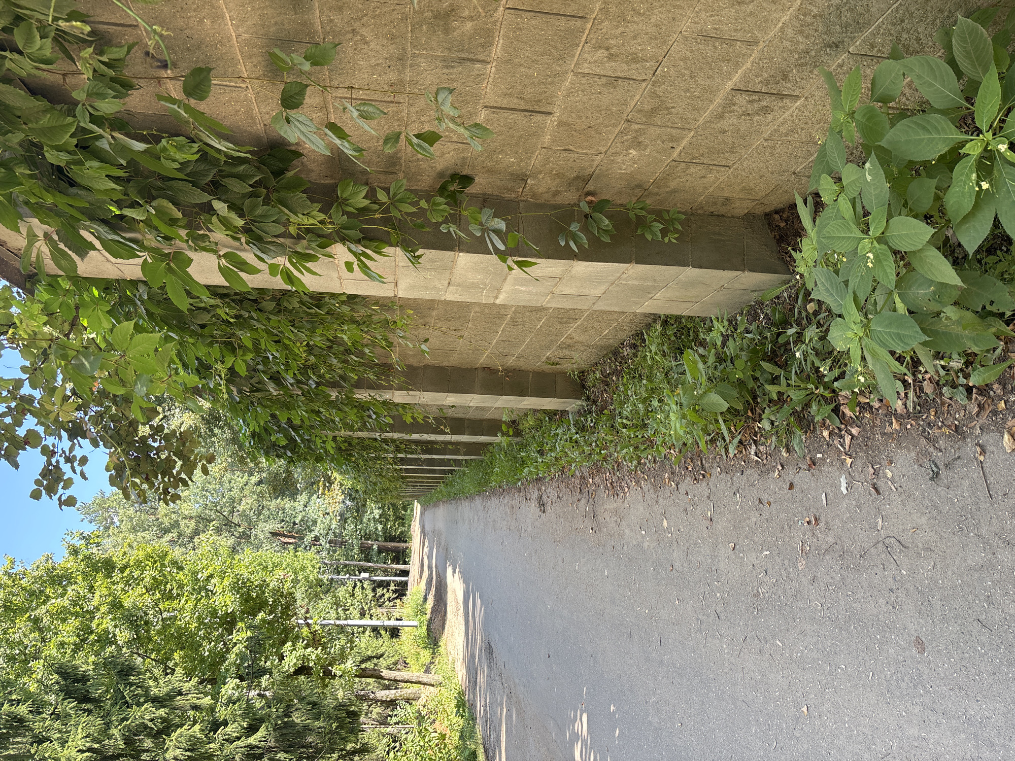 The image depicts a paved pathway on the right side of a road in Trekhgorka, Russia. The pathway is bordered on the right by a textured concrete block wall with vertical support columns. Green vines with broad leaves are growing over the wall and trailing down its sides. To the left of the road, a dense forest with tall evergreen and deciduous trees lines the area. The sky above is clear and blue. The scene appears tranquil and natural, suggesting a quiet, park-like setting within the city.