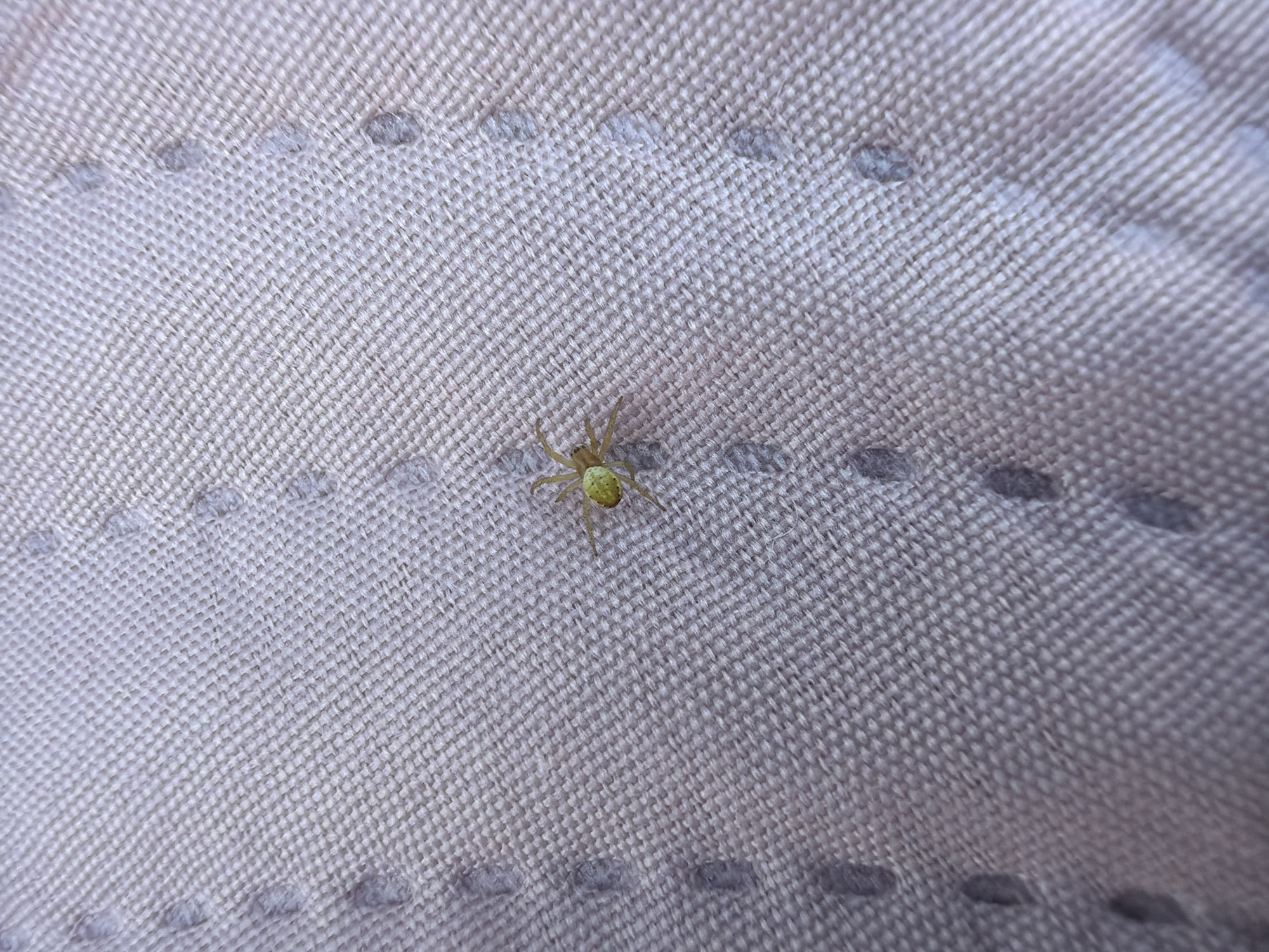 A small, light green spider is positioned on a light-colored, textured fabric. The fabric appears to be woven with a grid pattern, and there are several small, oval-shaped darker markings scattered across its surface. The spider is in focus and is the central subject of the image, with its legs extended. The background is the fabric itself, providing no additional environmental context. No people or other animals are present in the image. The location in the city of Saulkalne, Latvia, is not discernible from the visual information provided.