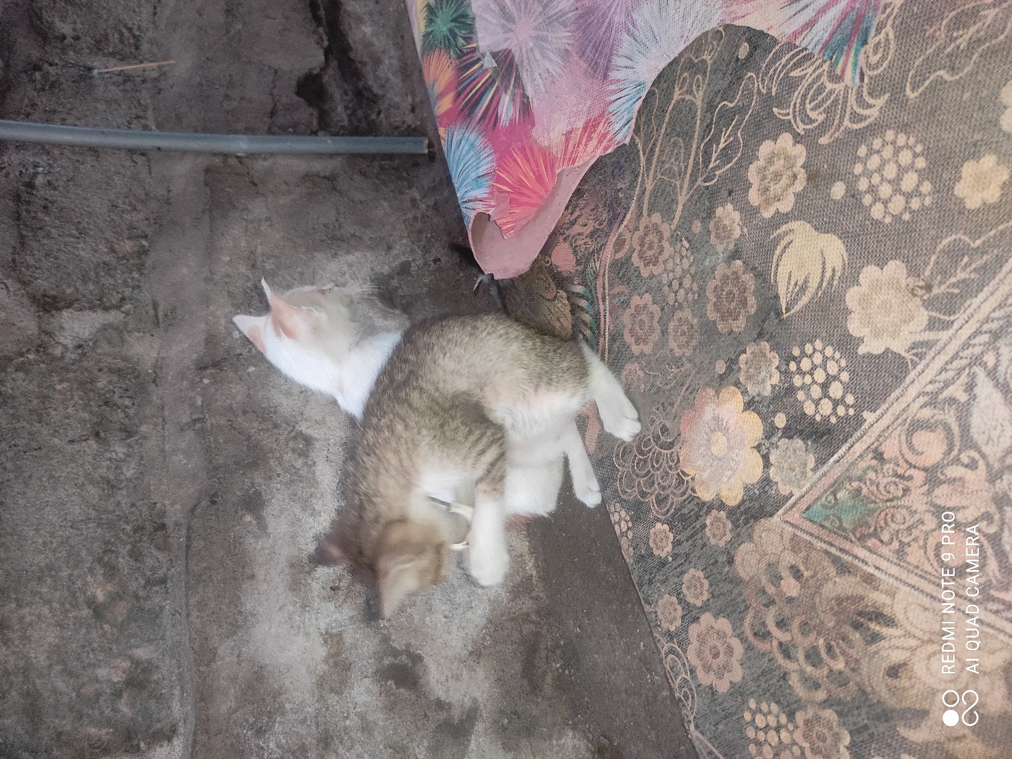 Two cats are on a patterned rug in front of a textured, concrete wall. The cat in the foreground is a tabby with white paws and is grooming its front left paw. The second cat, mostly white with some tabby markings on its ears and head, is behind the first cat, facing away from the camera. A portion of a colorful, possibly fabric, object with a floral pattern is visible to the right, draped over the rug. The background wall appears to be outdoors or in an unfinished space, as suggested by the rough texture and a vertical gray pipe or pole. The lighting suggests it is daytime. The image displays a watermark in the bottom left corner indicating "REDMI NOTE 9 PRO AI QUAD CAMERA". The scene is consistent with a domestic setting in a city like Sakra, Indonesia, where outdoor spaces and concrete structures are common.
