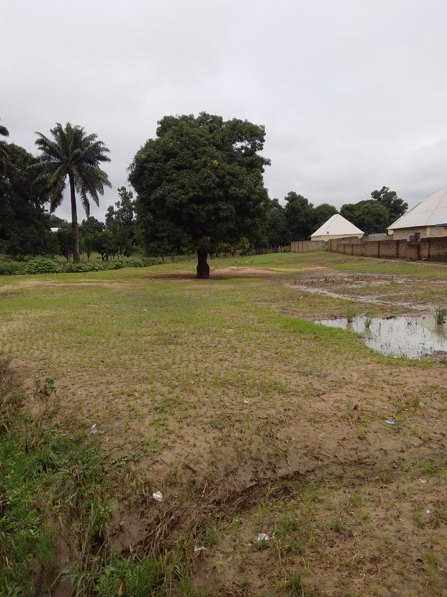 The image depicts an outdoor scene in Serti, Nigeria, under an overcast sky. In the foreground, a muddy field with sparse green shoots of grass is visible, with patches of standing water. To the left, lush green vegetation grows along a bank. In the middle ground, a large, leafy tree stands prominently in a grassy area. Further back, a palm tree is visible to the left of the leafy tree. Behind the trees, a concrete fence encloses buildings with white, pyramidal roofs. The environment appears somewhat unkempt, with visible litter scattered in the foreground. No people are present in the image.