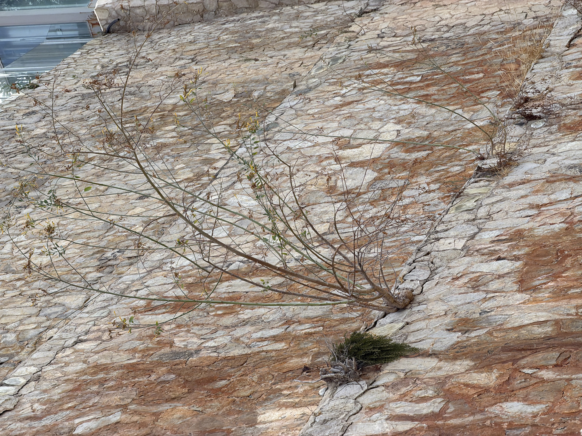 The image shows a close-up of a textured, multi-colored stone wall, with vertical slabs of rock in shades of beige, grey, and reddish-brown. A spindly, leafless plant with thin branches is growing out of the wall, with a few small yellow buds or dried flowers visible. To the lower left, a small clump of green moss or ivy is also growing from a crevice. The wall appears to be part of an outdoor structure, with hints of modern architecture, including glass and concrete, visible in the upper right corner. The scene suggests a naturalistic element integrated into a man-made environment, possibly in a Mediterranean setting like Magaluf, Spain, where such retaining walls and landscaping are common. There are no people or animals present in the image. The lighting suggests it is daytime.