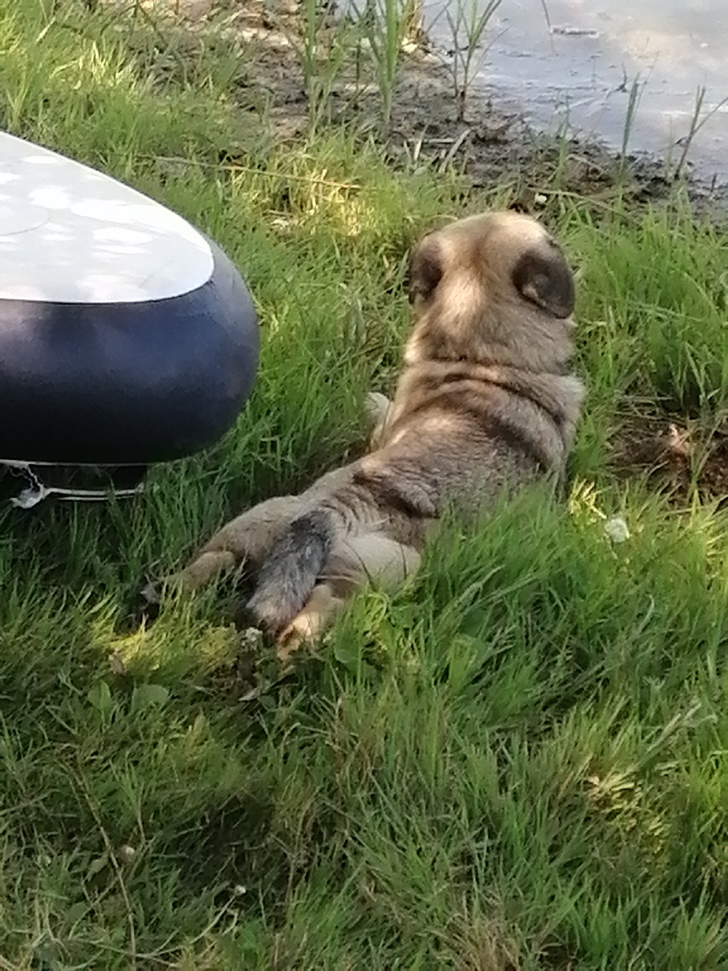 A small, tan and brown dog is lying on its side in green grass next to a blue and white inflatable object. The dog's head is turned away from the camera, facing a body of water with tall reeds growing along the edge. The scene appears to be a natural outdoor environment, possibly a riverbank or lakeshore. There is no indication of specific location within Kremenchuk, Ukraine, or any identifying features that would place it within the city. The lighting suggests it is daytime.