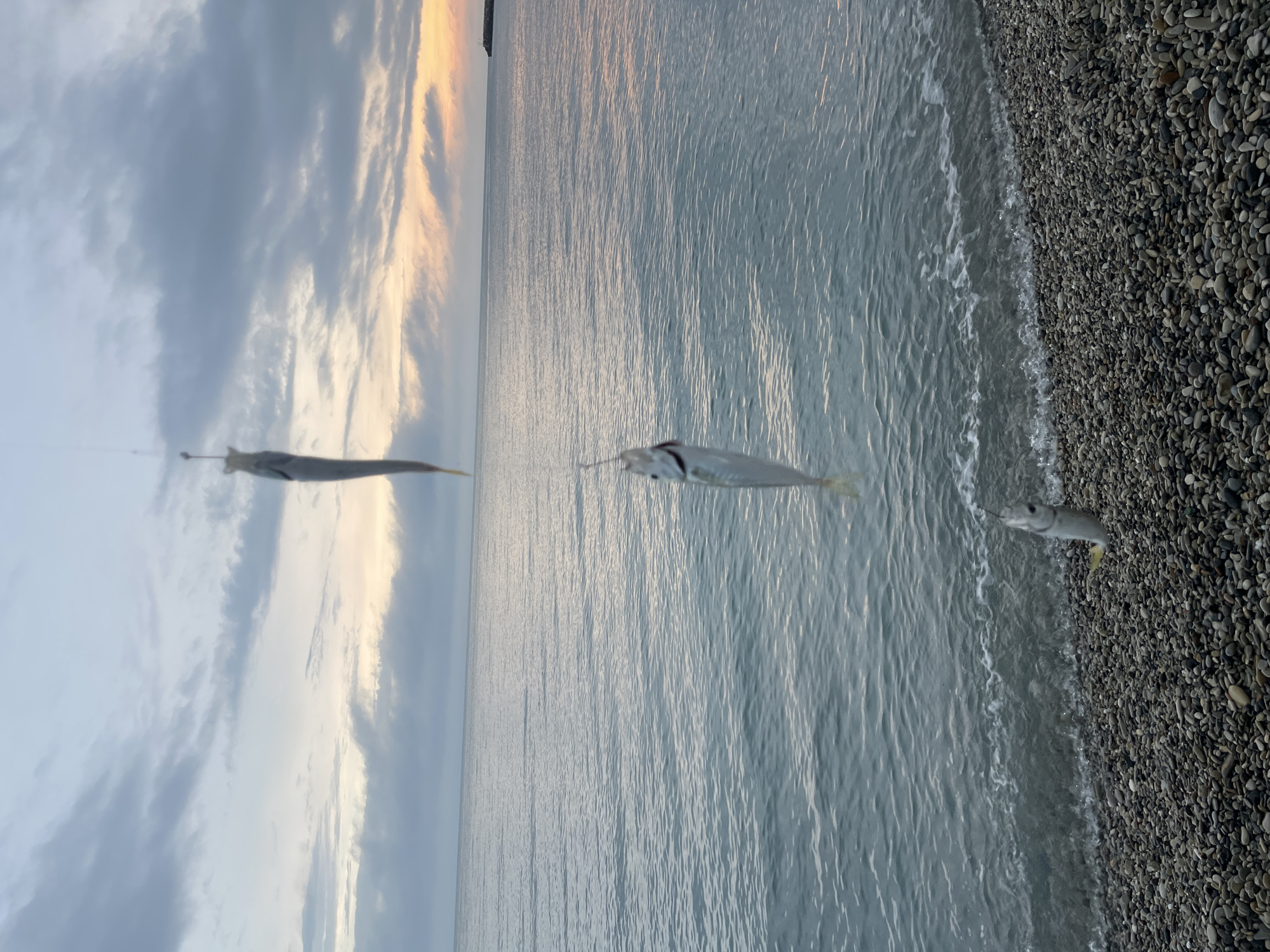 The image shows three fish caught on a fishing line, with the backdrop of a pebble beach and ocean waves under a cloudy sky, possibly in Olginka, Russia. The fish hang from a line stretched across the frame. One fish lies on the beach next to the water. The scene suggests a fishing activity at dusk or dawn.