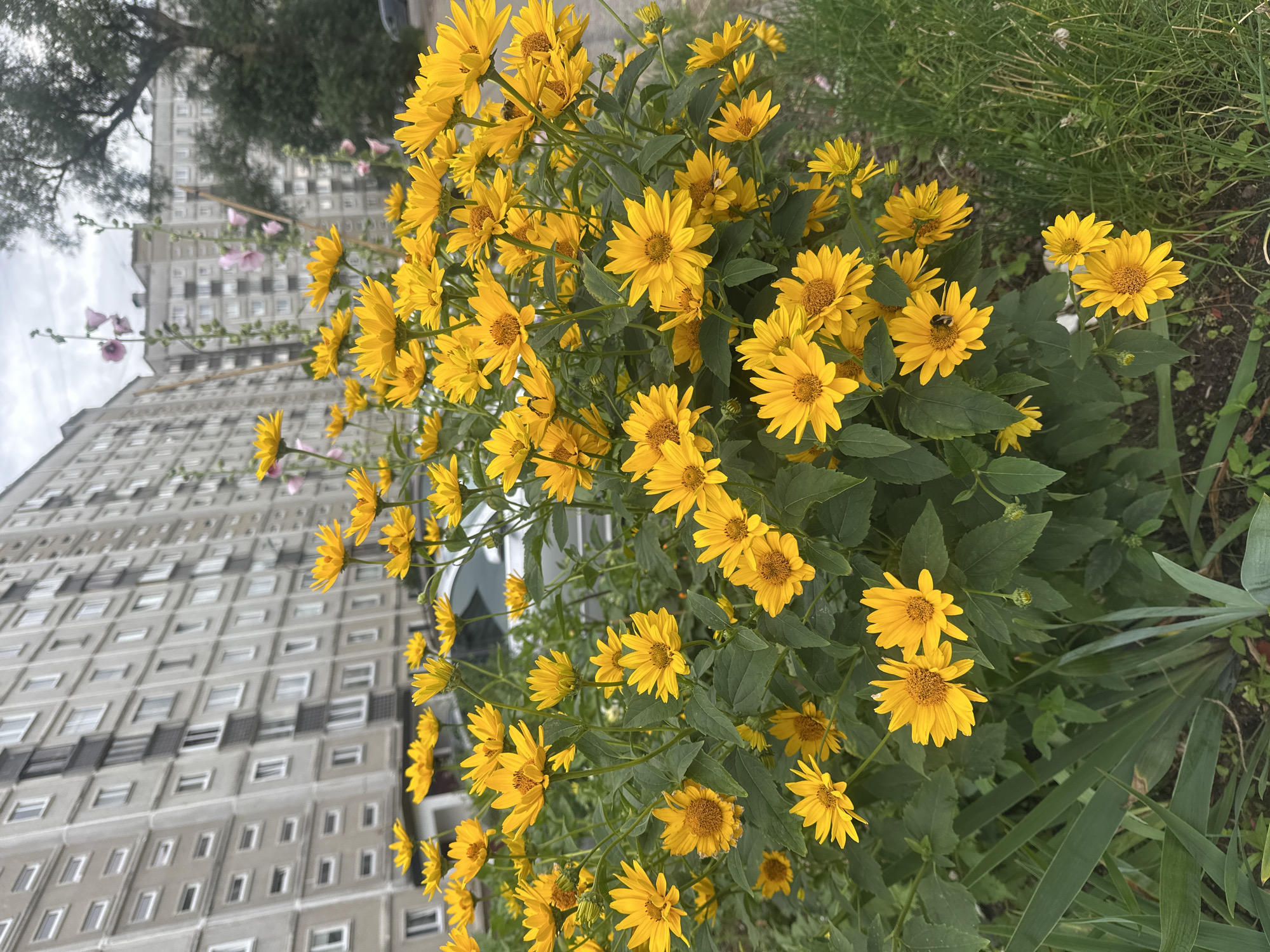 The image shows a cluster of vibrant yellow daisies in the foreground, with a tall, grey, multi-story building in the background. The building has a grid-like pattern of windows, some of which are dark, suggesting they are closed or unlit, while others appear lighter. A large tree with green foliage is visible to the left of the building, partially obscuring its upper floors. The daisies are in full bloom, with many individual flowers and buds. The leaves of the daisy plants are a deep green. Some pink flowers on tall stalks are also visible among the yellow daisies, near the building. The overall scene appears to be an outdoor setting. A bumblebee is visible on one of the daisy petals, indicating the presence of insect life. The lighting suggests it could be daytime, possibly overcast given the diffused light. The context provided indicates the location is Riga, Latvia. The image composition focuses on the contrast between the natural beauty of the flowers and the urban environment of the building. No text is visible in the image.