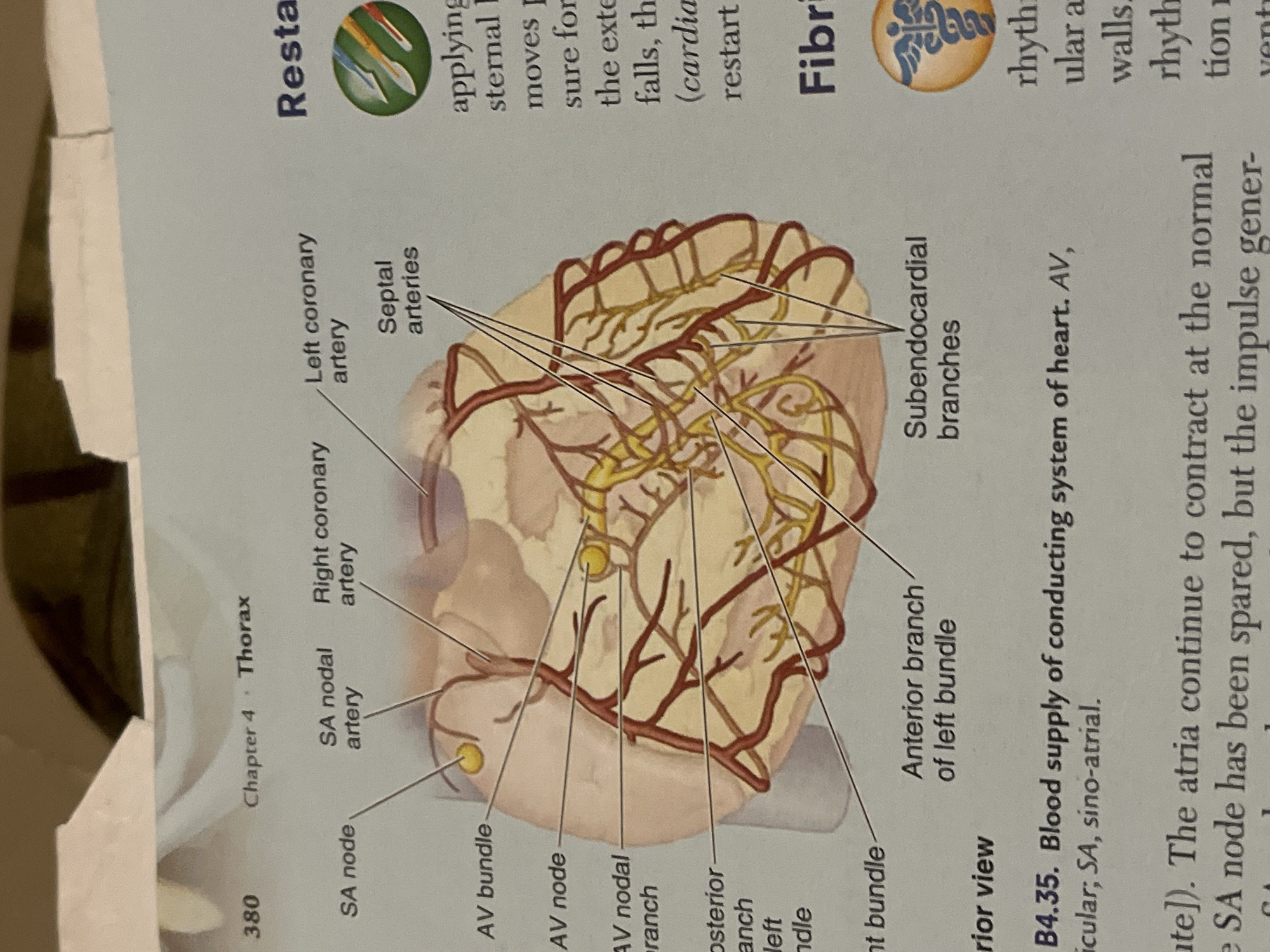 The image is a close-up of a textbook page showing an anatomical illustration of the conducting system of the heart, specifically its blood supply. The illustration displays various arteries and nodes labeled with terms such as "SA node," "SA nodal artery," "Right coronary artery," "Left coronary artery," "Septal arteries," "AV bundle," "AV node," "AV nodal branch," "Posterior branch of left bundle," "Anterior branch of left bundle," and "Subendocardial branches." The text below the illustration provides context, including "B4.35. Blood supply of conducting system of heart. AV, /vicular; SA, sino-atrial." There is also some text at the top of the page indicating "380 Chapter 4 Thorax." The right side of the page contains text related to "Resta" and "Fibri," with accompanying small graphics. The image does not depict the city of Jalingo, Nigeria, or any of its features.