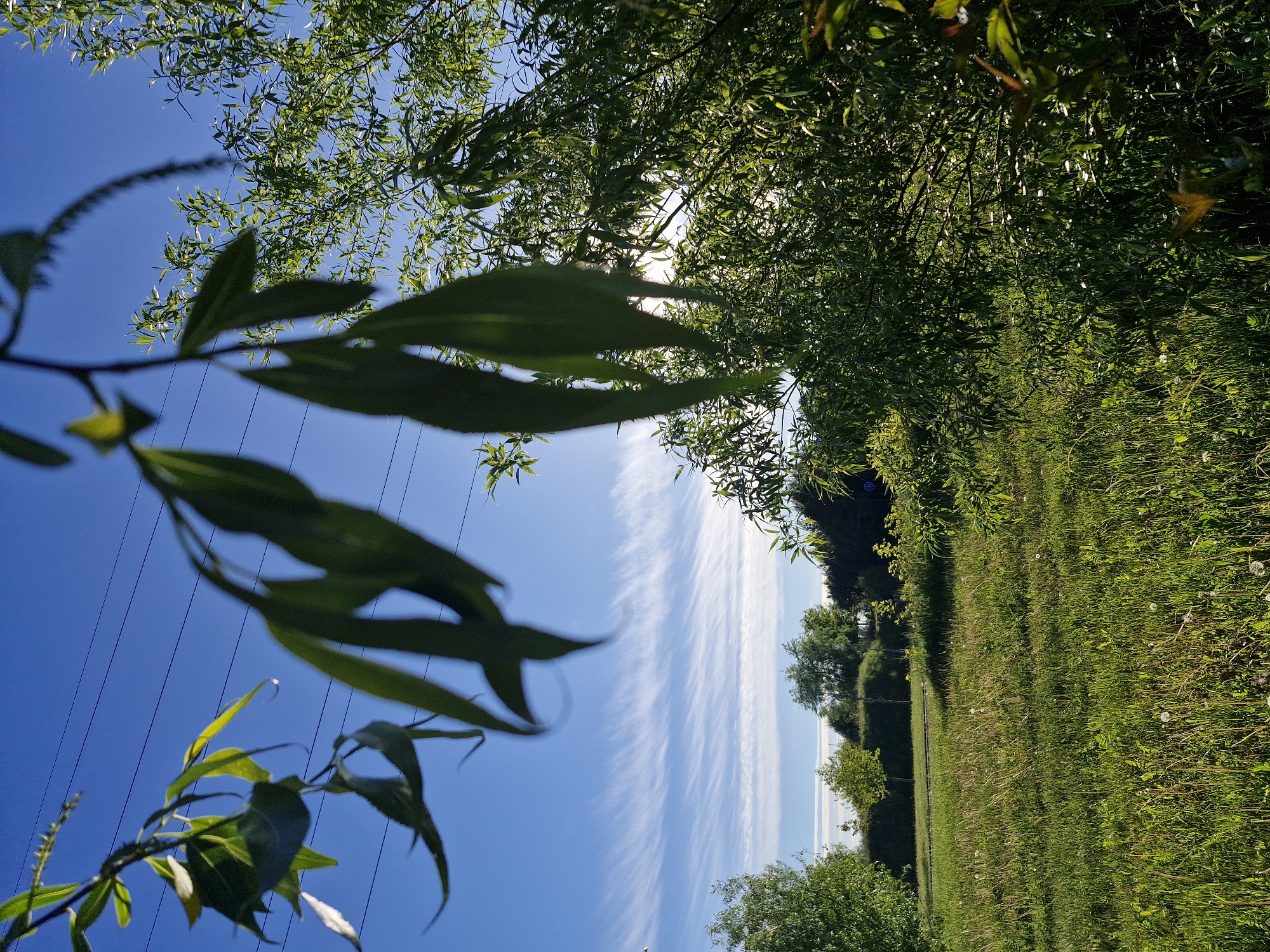 The image depicts an outdoor scene in Unknown, Unknown, looking up through tree branches and leaves towards a blue sky with wispy white clouds. A branch with elongated, blurred leaves is in the foreground, partially obscuring the view. Power lines are visible against the clear sky. The background features a field of grass and interspersed trees along the edge of the field. Sunlight is filtering through the overhead canopy. The image is rotated, presenting the ground and field on the right side.