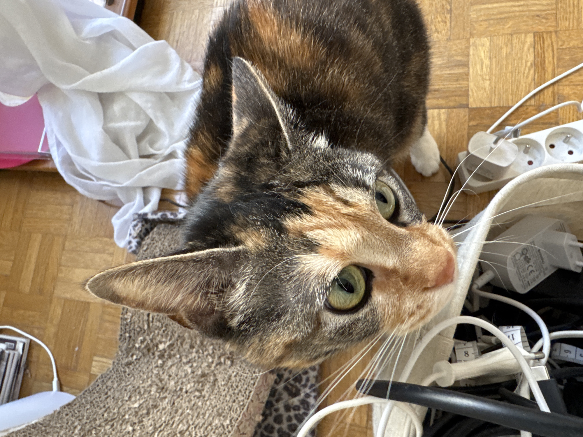 A close-up, high-angle shot of a tortoiseshell cat is shown indoors, presumably in a home. The cat has a mottled coat of brown, black, and orange hues and strikingly green eyes. It is looking upward towards the camera. Its white whiskers are prominent against the background.
The scene is cluttered. A white cloth and a pink object are to the left of the frame. The cat rests on a gray textured object.
To the right of the cat, a jumble of white cords, power adapters, and a measuring tape are partially inside a beige tote bag. A multi-socket power strip is also visible among the cords.
The floor is wooden parquet. The location is not indicated and cannot be determined based solely on this image.