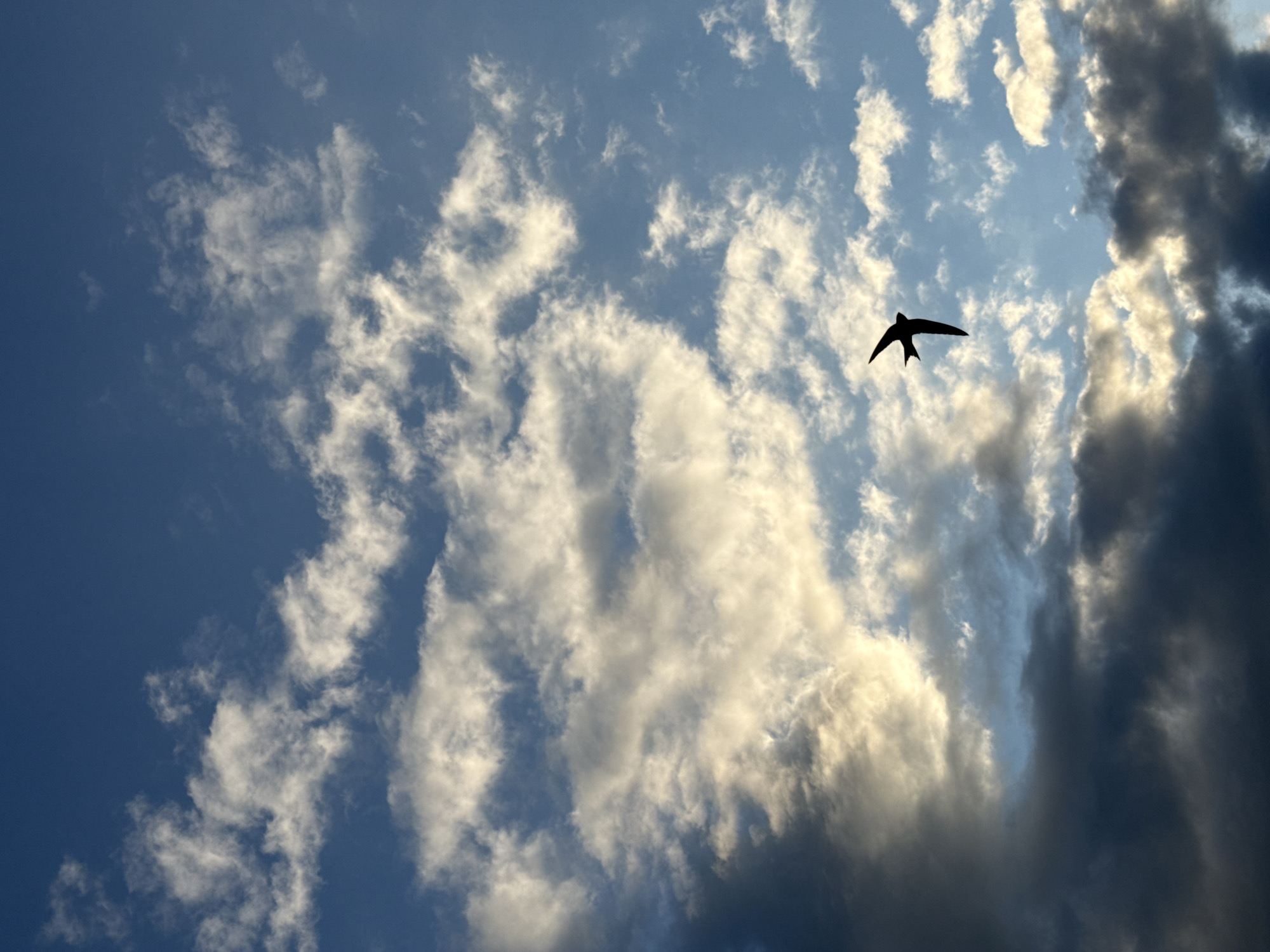 The image shows a vast blue sky filled with scattered clouds, some brightly lit by the sun and others appearing darker. A silhouette of a bird in flight is visible against the sky in the lower right quadrant. The scene appears to be an outdoor shot taken during the day. The location is Votkinsk, Russia.