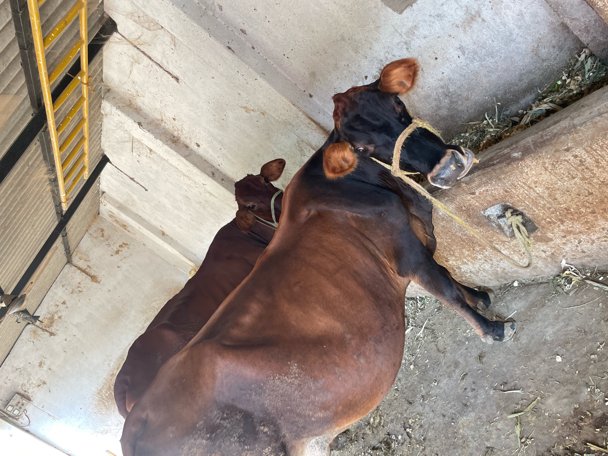 In Bhapoo, India, two cows are observed in a concrete enclosure. The cow in the foreground is primarily brown with black markings on its head and legs. It is wearing a rope halter around its nose and mouth, and the rope is secured to a wooden beam. Its body is large, suggesting it is an adult. Behind it, another cow, predominantly brown, is visible. The enclosure features a concrete floor with scattered debris, including dried leaves and straw. A yellow ladder is attached to a wall on the left side of the image. The overall environment appears to be a rustic or farm setting.