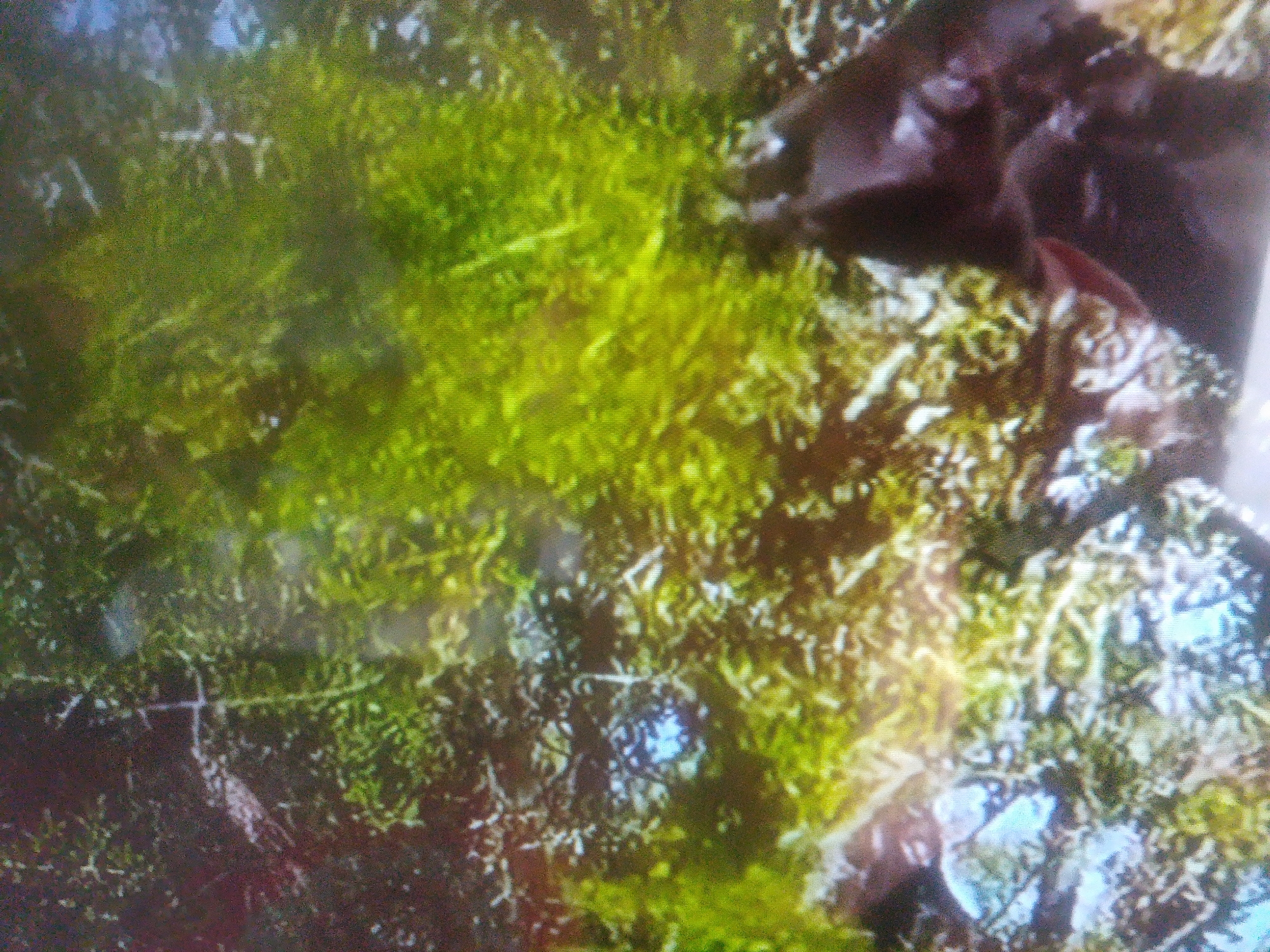 The image depicts a close-up view of mossy ground, possibly in a park or garden. The moss is predominantly a vibrant green, with patches of lighter yellow and brown interspersed throughout. There are also some darker, possibly brown or purplish, organic shapes that could be decaying leaves or bark. The texture of the ground appears uneven and covered in dense vegetation. The lighting suggests it might be daytime, with some areas of brightness and shadow. The image's resolution is low, with a noticeable graininess that obscures fine details. Without further context or landmarks, it is impossible to determine the specific location within Dushanbe, Tajikistan.