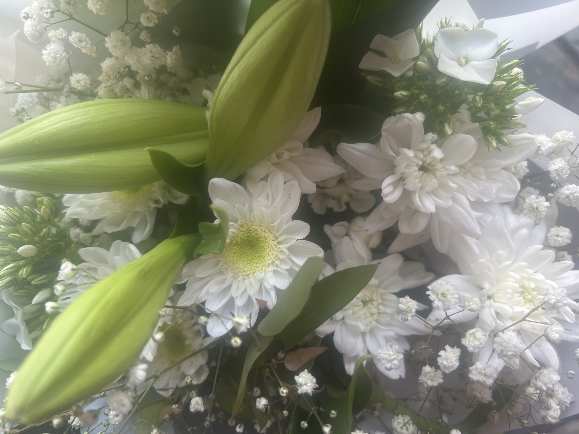 A close-up overhead shot captures a bouquet of white flowers, predominantly chrysanthemums, interspersed with delicate baby's breath. Prominently featured are three large, green lily buds, partially obscuring the floral arrangement. The lighting is soft and diffused, creating a slightly hazy effect that softens the details of the petals and foliage. The background is indistinct, but suggests a light-colored surface or fabric, possibly wrapping the bouquet. The scene is entirely floral, with no human presence or urban elements visible. The location is identified as Hadera, Israel.