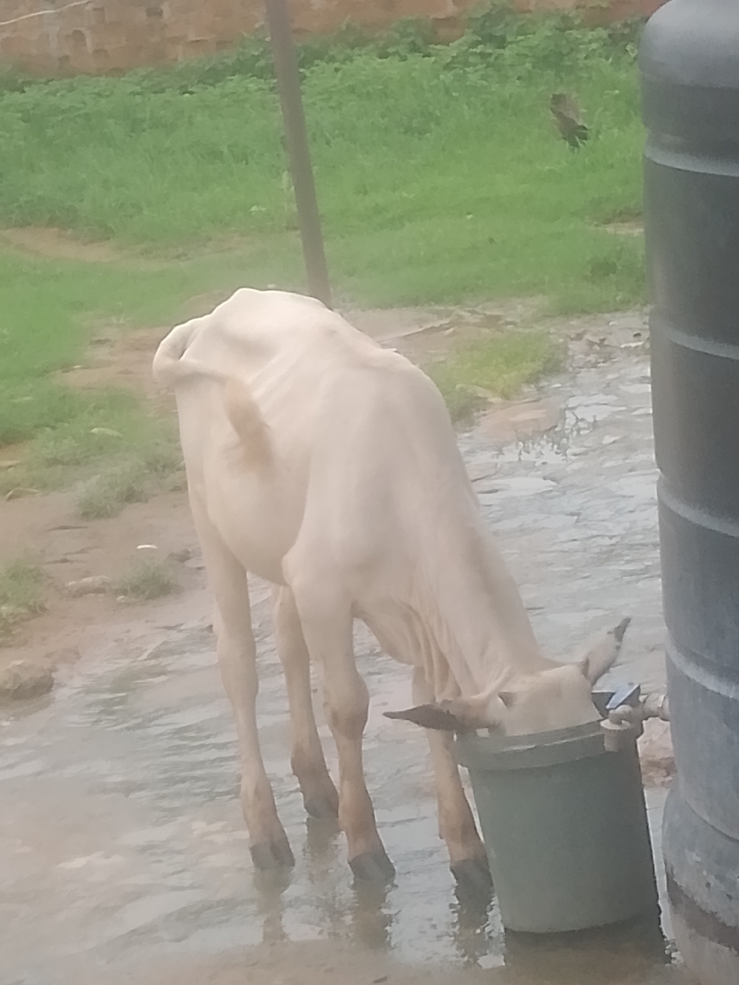 In Jauro Yinu, Nigeria, a light-colored cow is drinking water from a grey bucket placed on the ground. The ground around the bucket is wet and appears to be muddy or paved. The cow's head is lowered into the bucket, and its front legs are submerged in shallow water. To the right of the cow, a large, dark grey cylindrical water tank stands partially visible. In the background, there is lush green grass and a hint of a brick wall. A thin vertical pole stands in the middle ground. The overall scene depicts an outdoor setting with signs of recent rain or a water source.