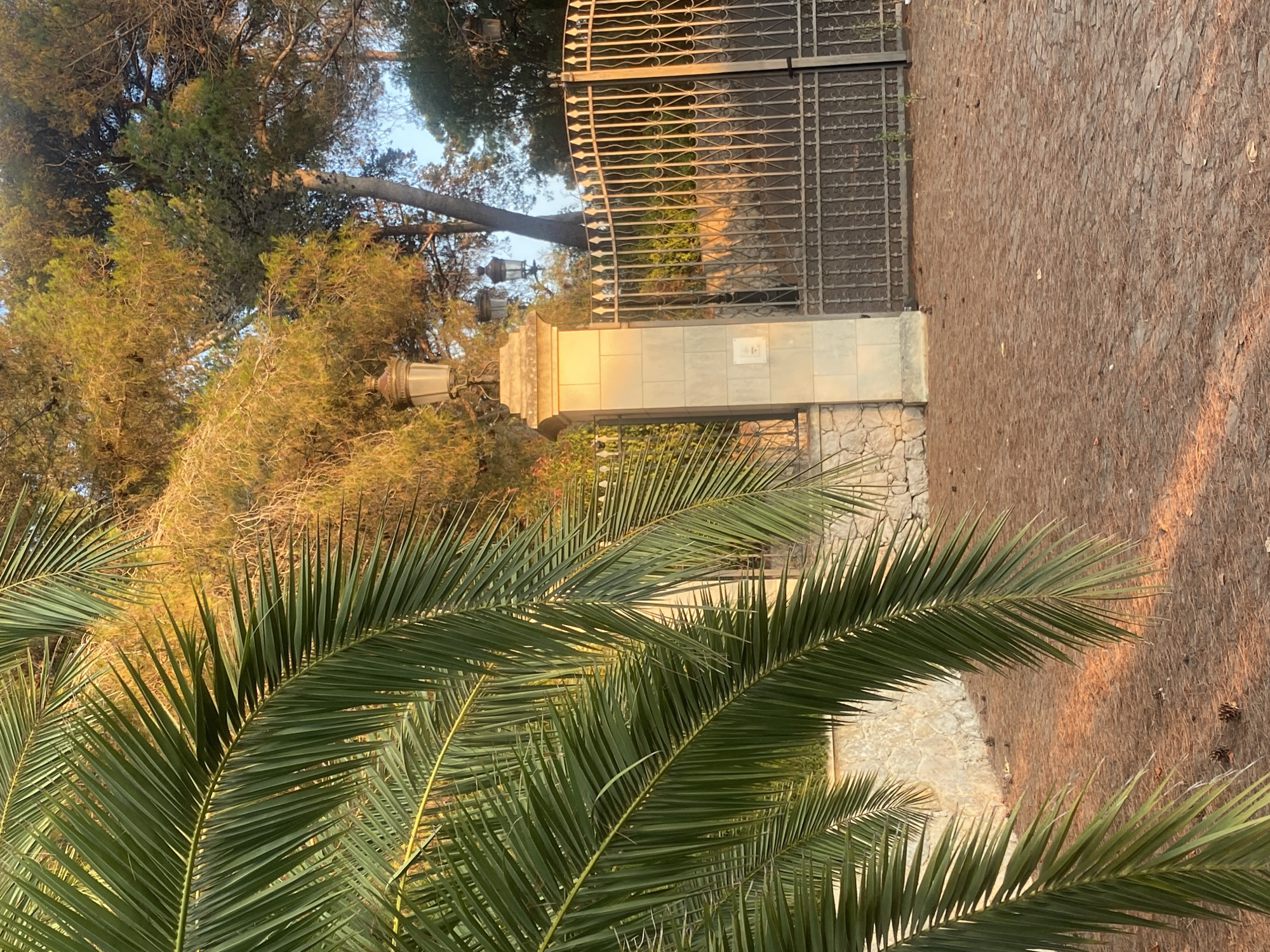 The image depicts a gate and surrounding area at dusk in the city of Antibes, France. In the foreground, large palm fronds with dark green needles partially obscure the view. Behind the palm, a paved driveway made of small, irregularly shaped stones leads towards a tall, ornate metal gate. The gate is composed of vertical bars with decorative scrollwork at the top. To the left of the gate is a stone pillar with a lamp fixture at the top. This pillar is part of a wall made of rough, light-colored stones. In the background, mature trees with dense foliage, some appearing to be pine trees with brown needles and cones, are visible. The warm, golden light of the setting sun casts long shadows and illuminates parts of the scene, particularly the stone pillar and the metal gate. There are no people or animals visible in the image. The environment appears to be a private property or estate.