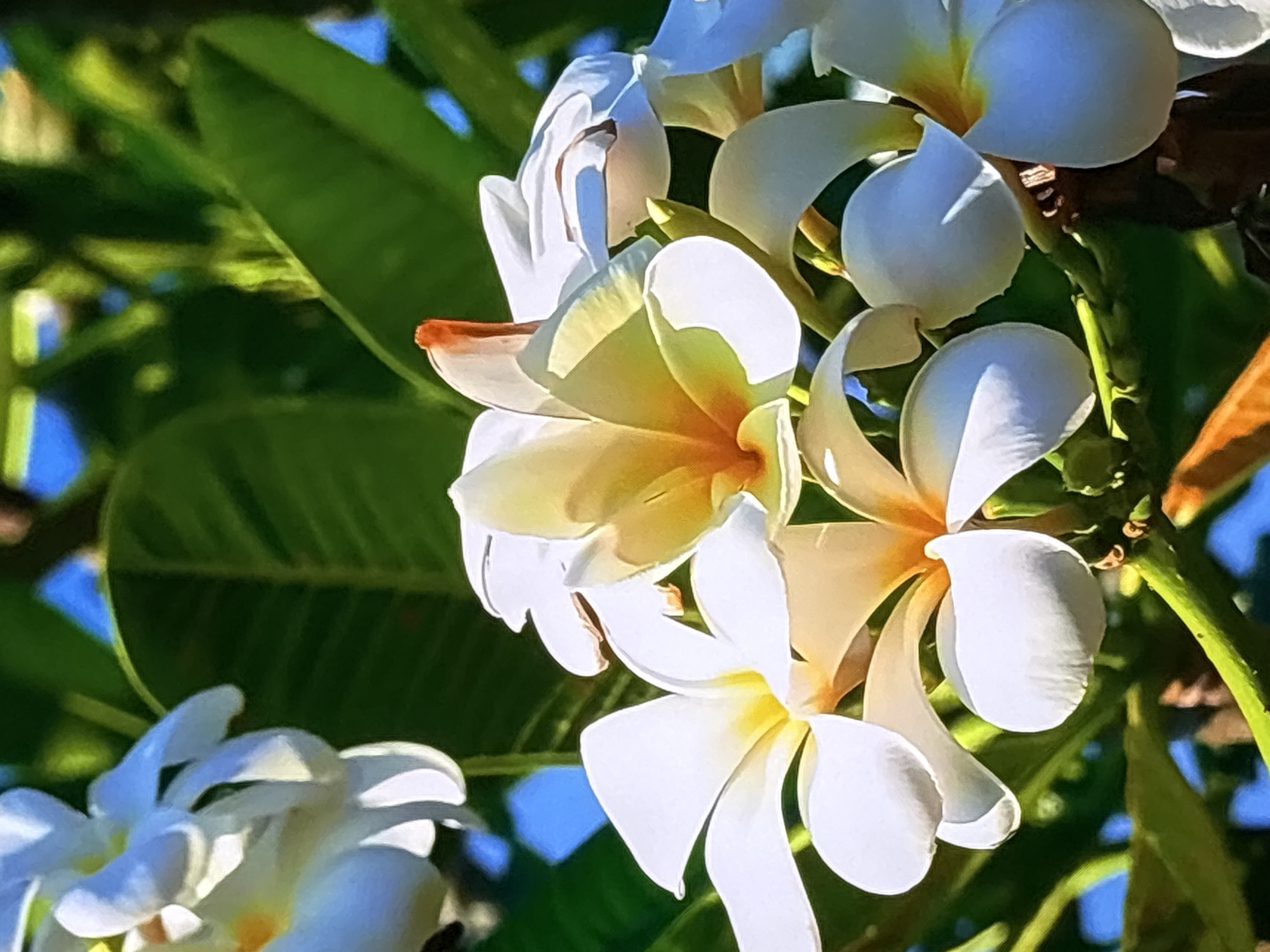 The image shows a close-up view of a cluster of white plumeria flowers with yellow centers. The flowers are in various stages of bloom, with some petals unfurling and others fully open. The background consists of blurred green leaves and branches, suggesting an outdoor setting. There are no people or animals visible in the image. The lighting appears to be natural, with sunlight highlighting the delicate textures of the petals. The overall impression is one of natural beauty and tranquility. The image was taken in Krasnokamsk, Russia.