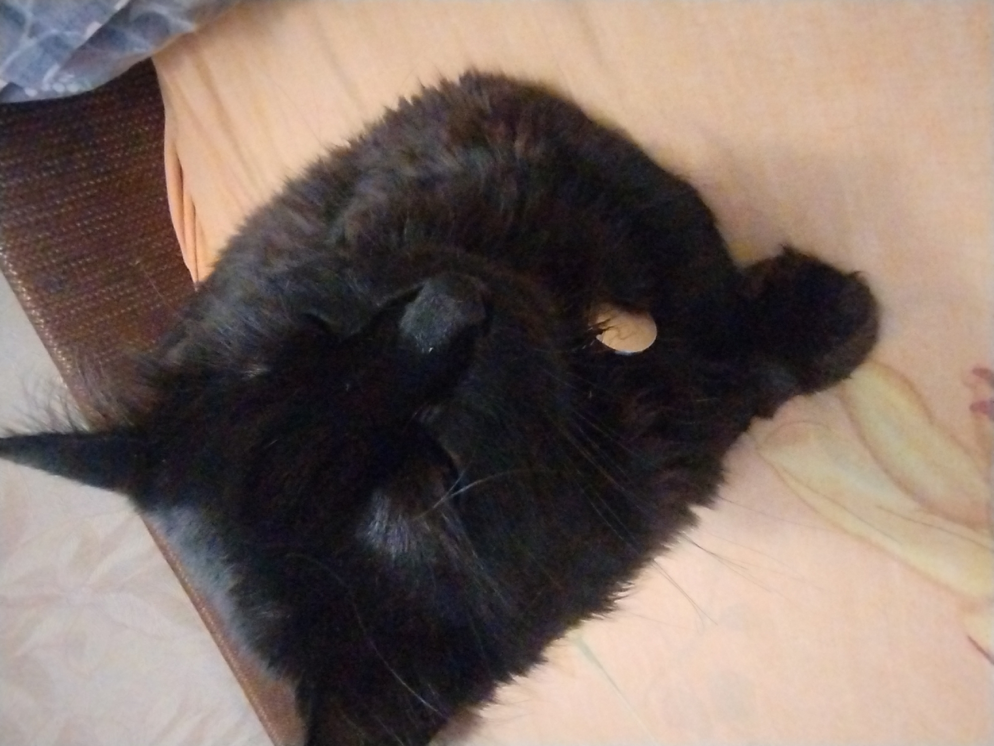 A black cat is sleeping on a peach-colored surface. The cat is curled up and its fur is long and fluffy. The background is out of focus and appears to be a woven texture. The cat is wearing a small, light-colored tag around its neck.