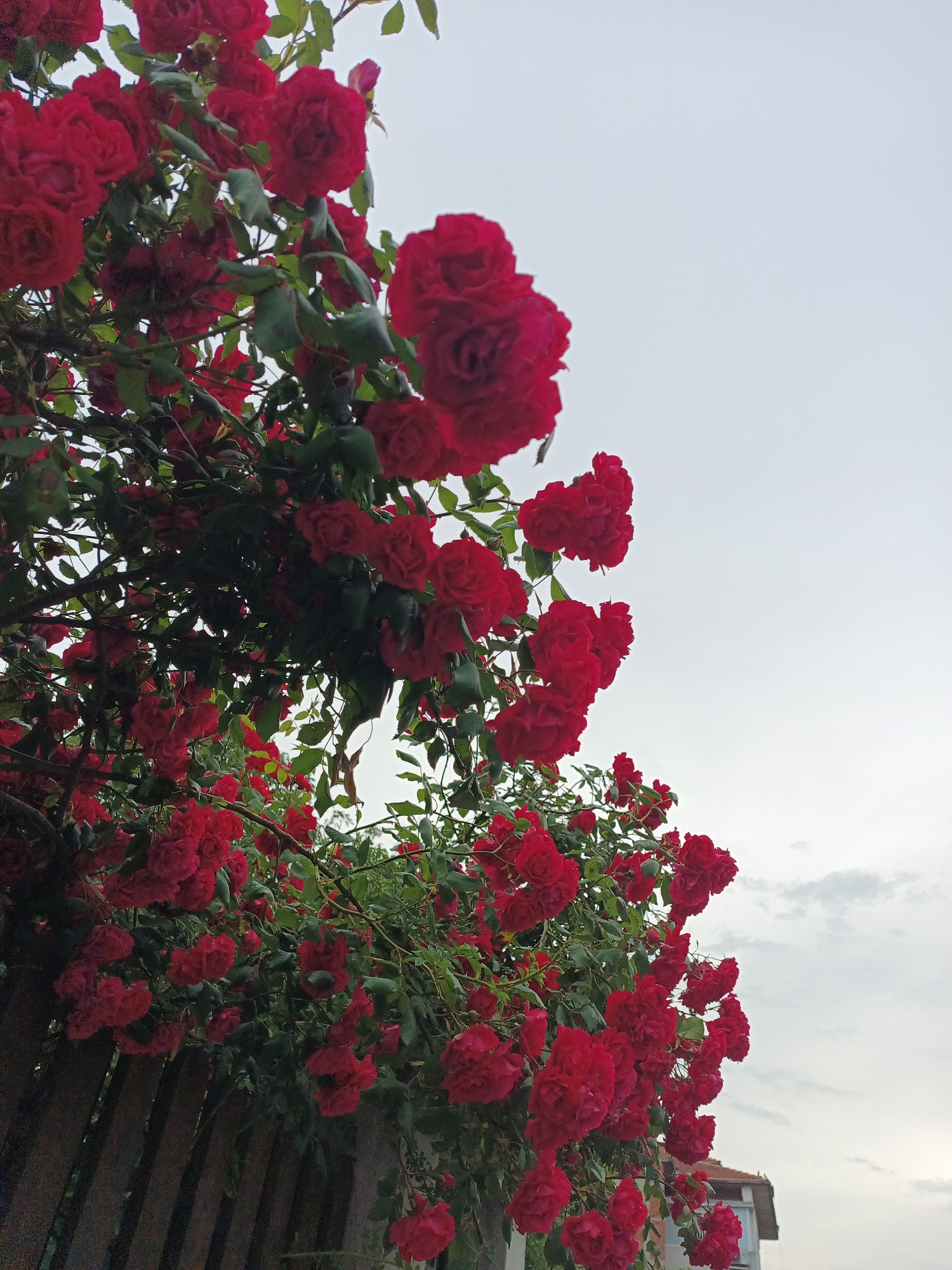 This media file presents a close-up, low-angle view of a profusion of vibrant red roses, likely a climbing variety, dominating the left and lower sections of the frame. The dense clusters of red blooms, interspersed with lush green leaves and branches, create a rich tapestry of color and texture. Some leaves appear to have water droplets, suggesting recent rain or dew.
The roses are growing against a dark wooden fence or trellis, partially visible at the bottom of the image, indicating a garden or residential setting. The background is an overcast, light grey sky, providing a soft, diffused light that highlights the intensity of the roses' red hue. This cloudy weather suggests either an early morning, a late afternoon, or a generally overcast day.
In the bottom right corner, a small section of a building is visible, featuring a reddish-orange tiled roof and part of a wall, confirming an urban or suburban context in Karnobat, Bulgaria. The image is a static scene focused on the natural beauty of the roses, with no discernible activity or event taking place, and no visible text. The composition emphasizes the abundance and beauty of the flowers against a muted sky.