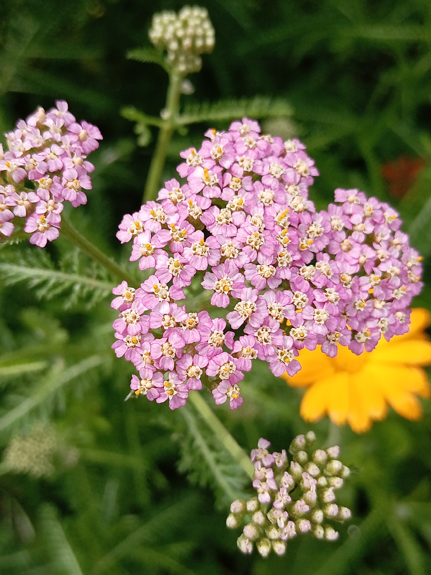 A close-up shot showcases a cluster of small, delicate pink yarrow flowers, their petals radiating from tiny yellow centers. These flowers are arranged in a flattened, umbrella-like shape, with many individual florets forming the larger bloom. In the background, out of focus, are other greenery, a bright yellow flower, and a cluster of unopened yarrow buds, appearing pale green and tightly packed. The image is captured outdoors, suggesting a natural setting. This photograph was taken in Artyom, Russia.