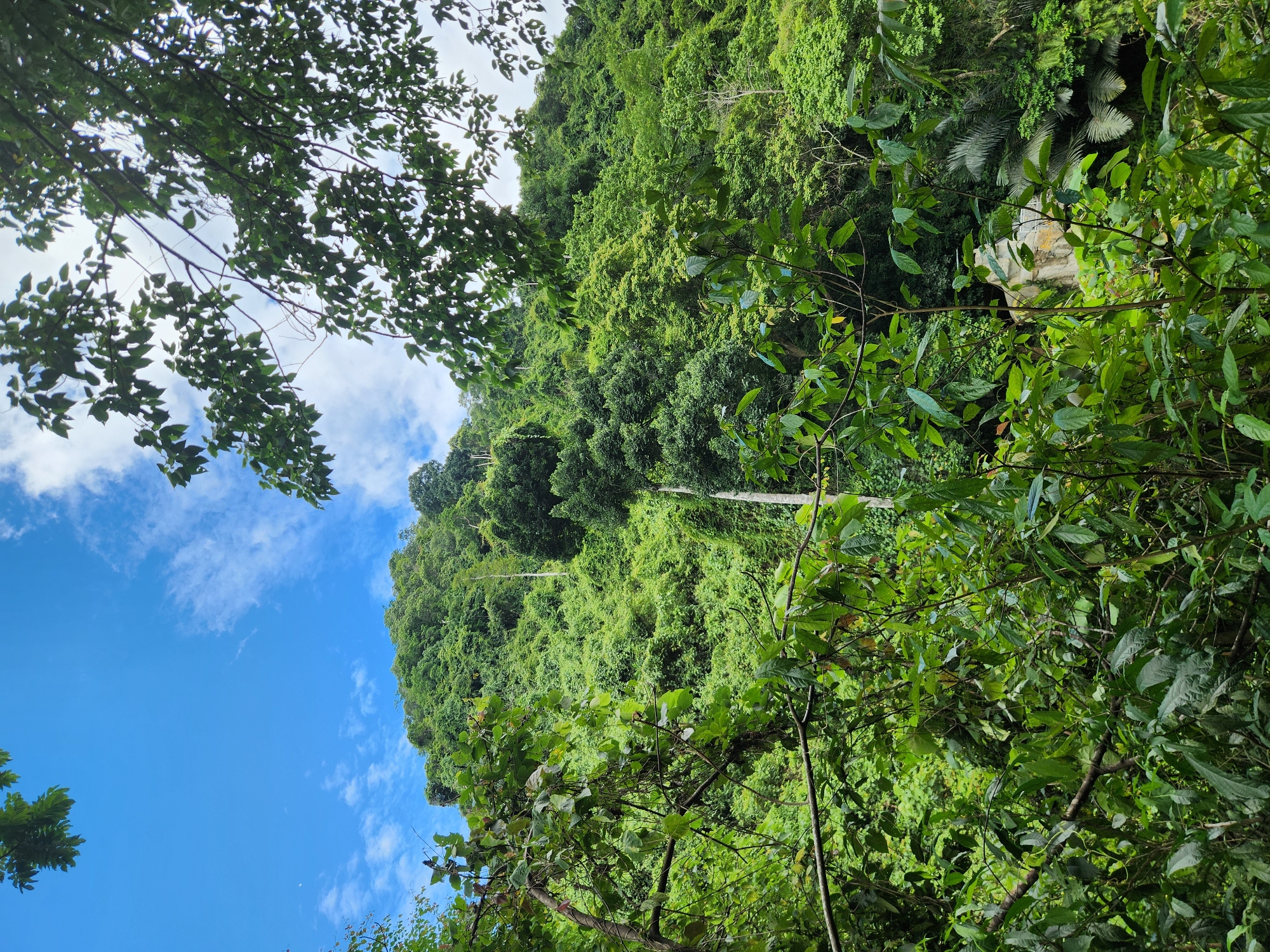 The image depicts a dense, lush jungle landscape, likely within the Son Tra Peninsula of Da Nang, Vietnam. A steep, verdant hillside dominates the scene, covered in a thick canopy of various trees and foliage. The vegetation is a vibrant green, suggesting a tropical climate with ample rainfall. The sky above is a clear blue with scattered white clouds, adding to the picturesque natural setting. In the foreground, branches and leaves of trees frame the view, creating a sense of depth and immersion in the jungle. The overall impression is one of untamed natural beauty and tropical wilderness.