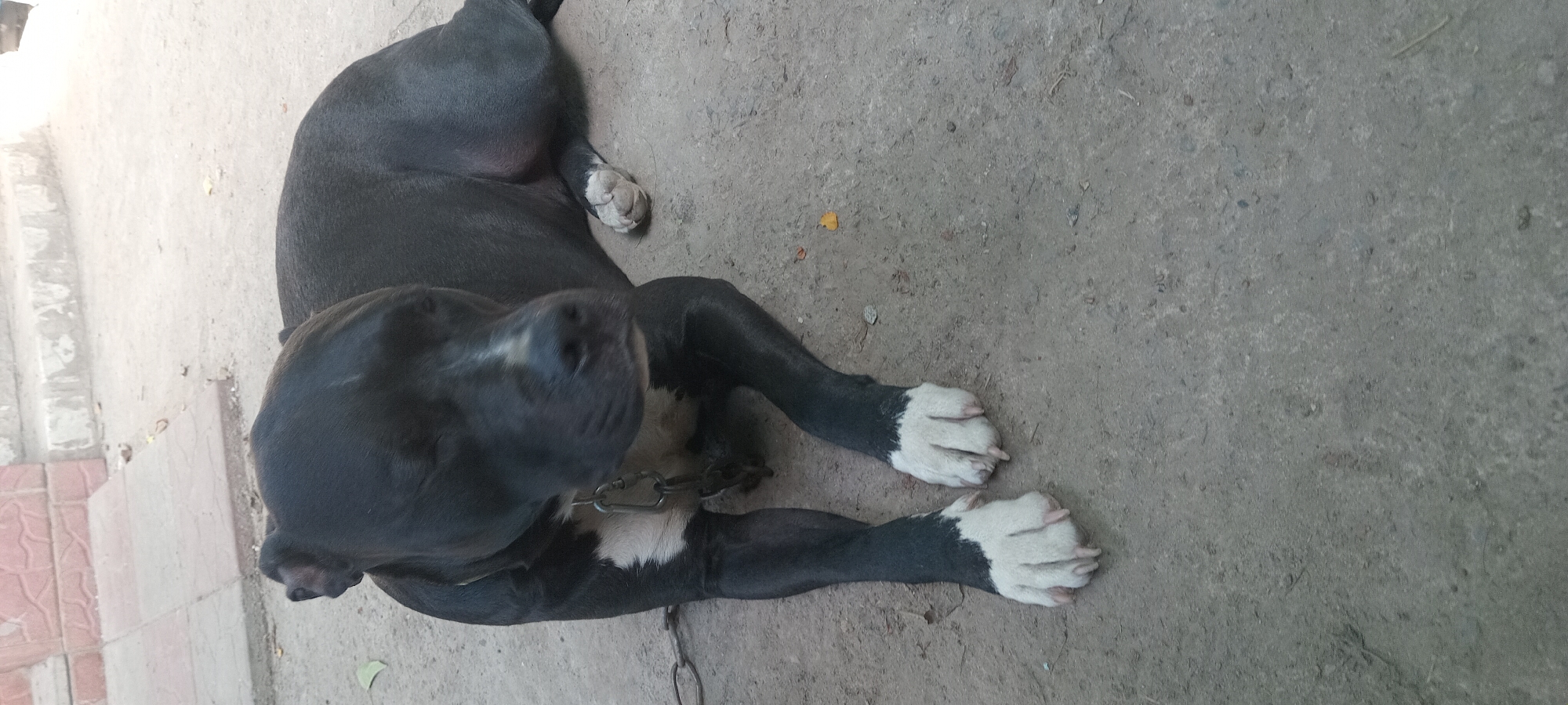 A black dog with white markings on its chest and paws is lying on a concrete surface. The dog is wearing a chain collar. In the background, there are some steps and a brick wall. The environment appears to be outdoors, possibly in a yard or alleyway. The image is taken from a slightly elevated angle, looking down at the dog. The lighting suggests it is daytime, with some shadows present. There is no indication of the specific location within the city of Koviahy, Ukraine, as no landmarks or identifying features are visible.