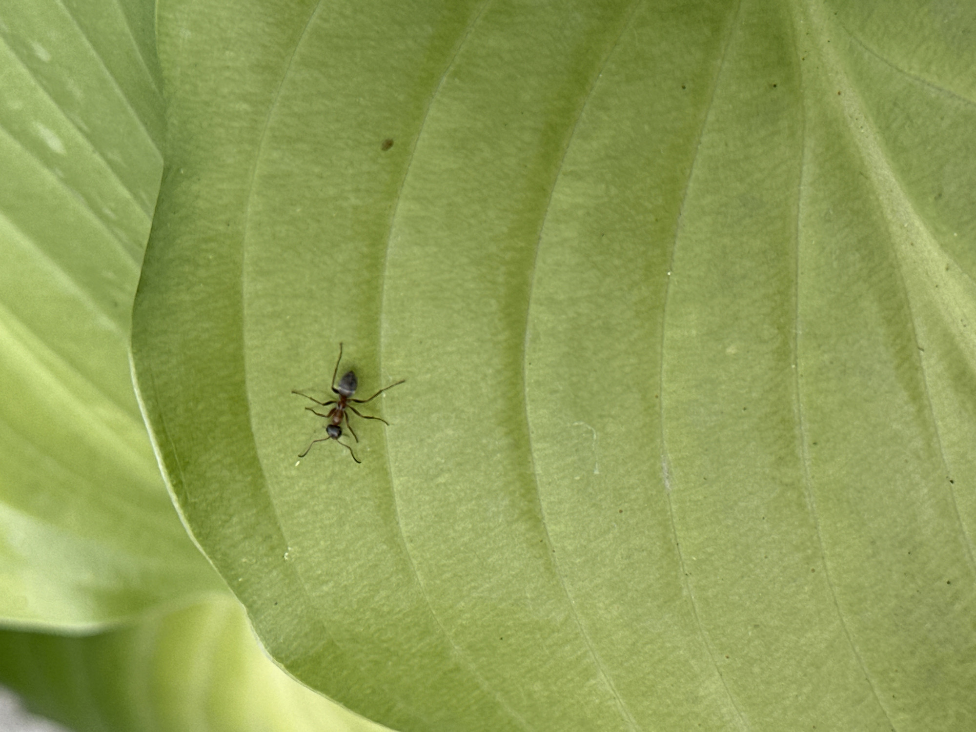 A close-up, eye-level, outdoor shot captures a single, small ant with a dark body and reddish-brown legs positioned on a vibrant green leaf. The leaf exhibits distinct parallel veins and appears to be part of a larger plant. The background is softly blurred, showcasing more of the same green foliage. The ant is the primary subject, with its antennae extended and its body facing towards the right of the frame. The scene is static, with no apparent movement or interaction. The image does not provide any information about the location in Yessentuki, Russia.