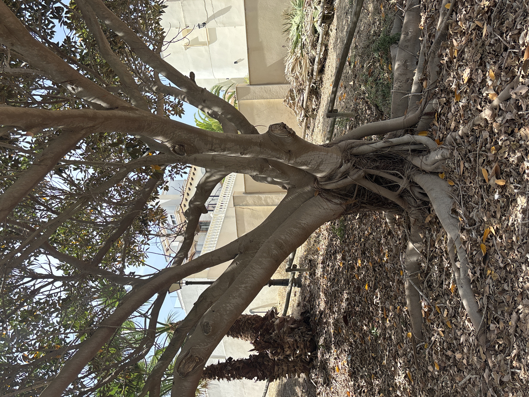 This is a ground-level outdoor medium shot of a large tree with exposed roots in Orihuela, Spain. The tree's trunk is thick and branches out widely, with many leaves visible at the top. The ground around the tree is covered with dry leaves and twigs. To the left of the tree, there are two palm trees. In the background, there are light-colored buildings with white railings and balconies, typical of Spanish architecture. A lamp post is visible behind the main tree trunk. There is also a pile of dried palm fronds on the right side of the image, suggesting a maintenance or cleanup activity. The scene is set on a sunny day, with shadows cast by the tree. The overall environment suggests a park or a garden area within the city.