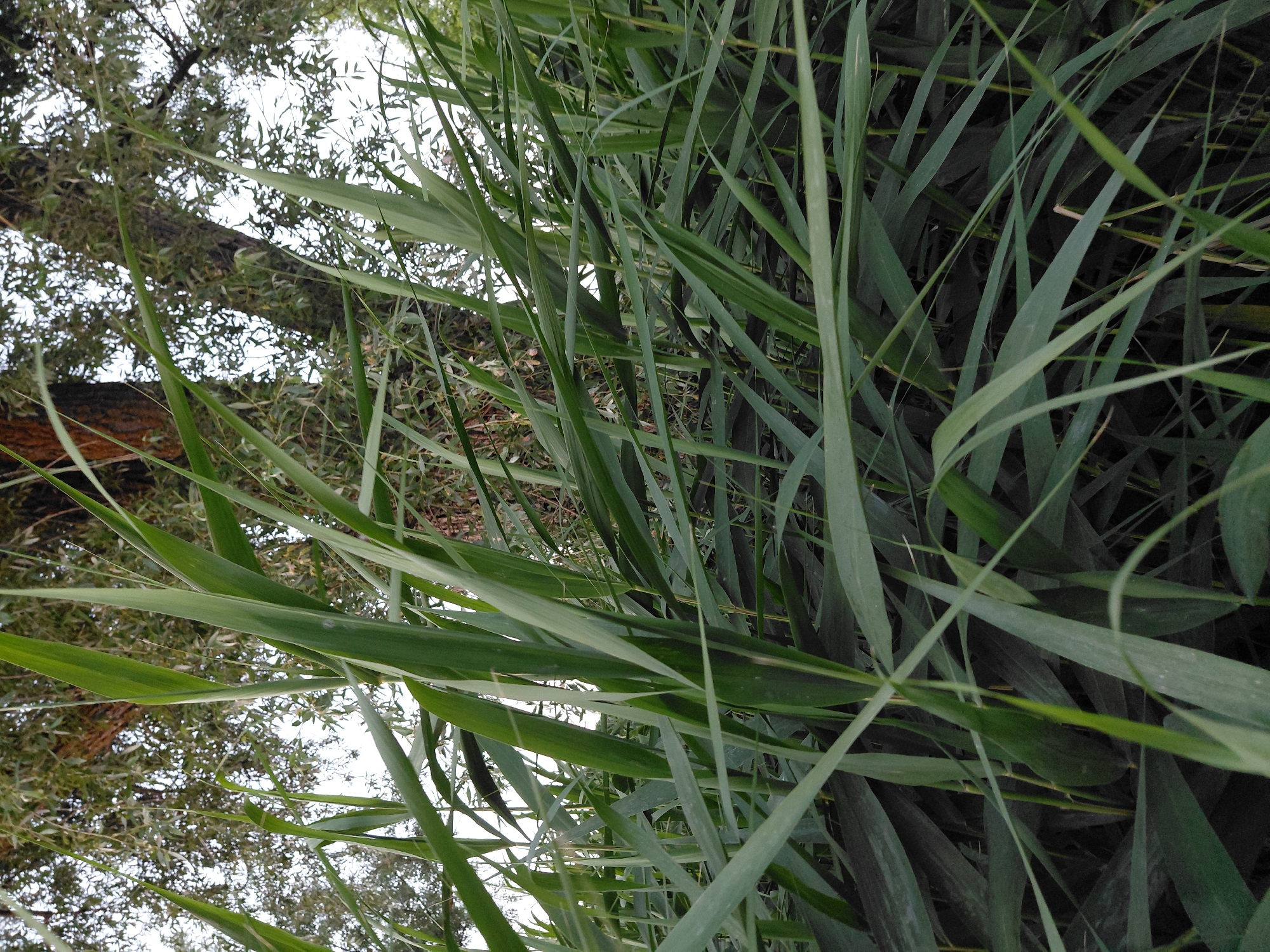 The image shows a close-up view of tall, green reeds in the foreground, with a large tree trunk and foliage visible in the background. The perspective is low, looking up from amongst the reeds towards the tree. The lighting suggests it is daytime, possibly overcast or late afternoon, as the light is diffused. The reeds are dense and fill most of the frame, obscuring the ground. The tree appears to be old, with rough bark and a wide trunk. The environment is natural, likely a park, riverside, or wooded area within Ustyvytsia, Ukraine, based on the provided context. There are no people or animals visible in the image. The scene is static and peaceful, focusing on the texture and density of the vegetation.