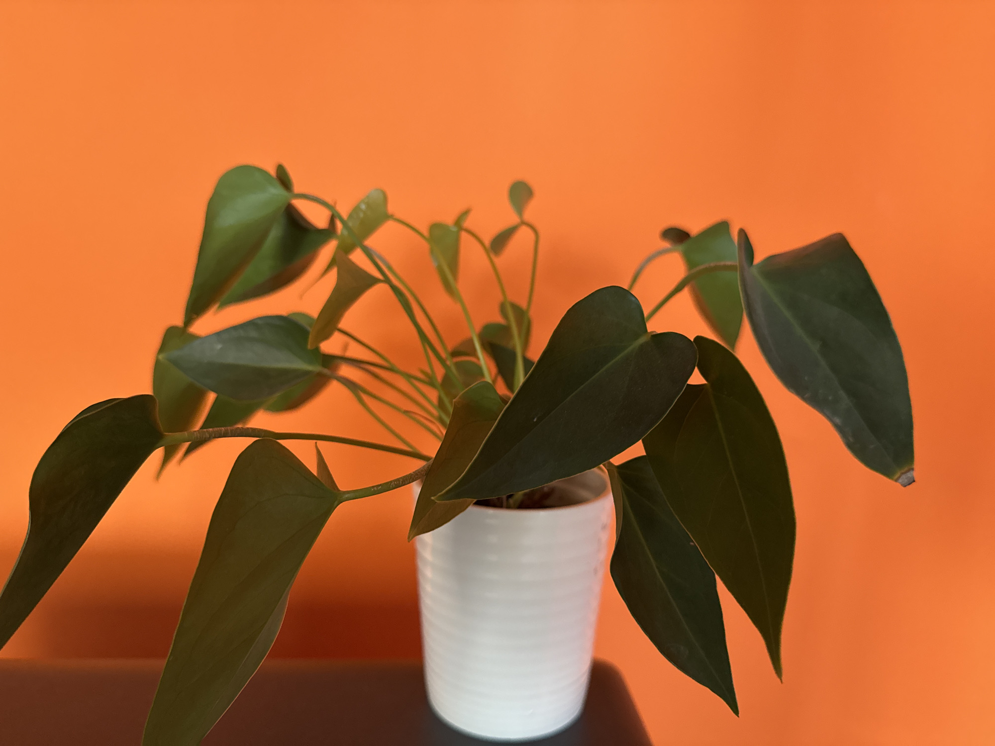 A potted anthurium plant sits on a dark surface against a bright orange wall. The plant is in a white, cylindrical pot with horizontal ridges. The leaves are dark green and heart-shaped. No people are visible. The location in Sofia, Bulgaria is not discernible from the image.