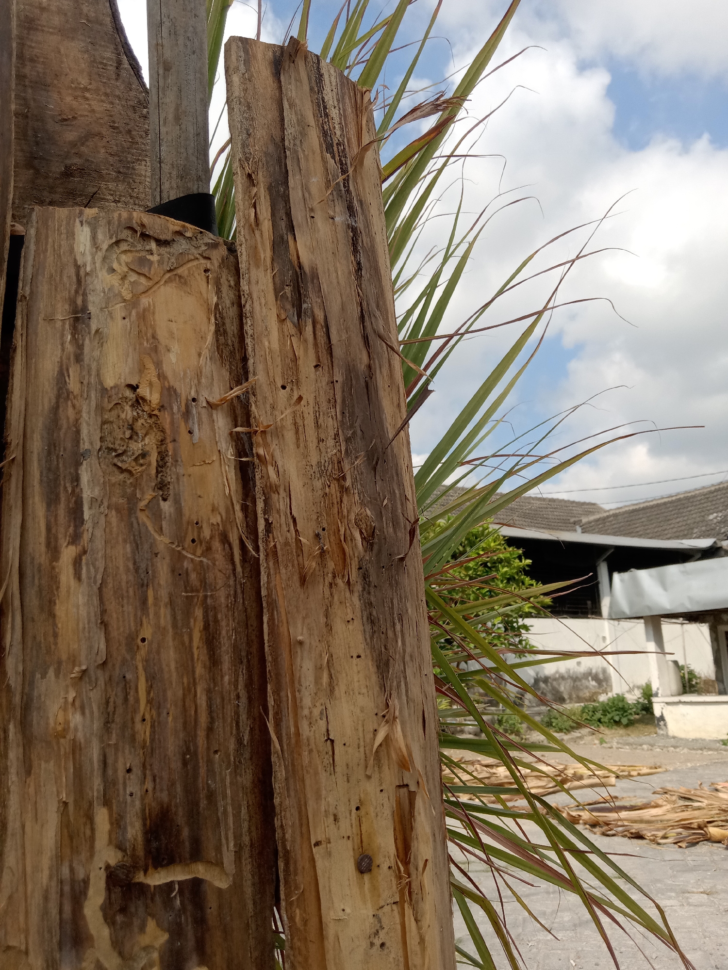 This image captures a close-up view of weathered wooden posts with long, thin green and brown leaves of a plant in the foreground. Behind the foliage, a portion of a building with a tiled roof is visible, along with a dusty ground surface. The sky above is partly cloudy. The scene appears to be outdoors in a rural or suburban setting, potentially in Stiaji, Indonesia, as suggested. There are no people or animals present in the frame. The wooden posts show signs of age and wear, with visible cracks and insect markings.