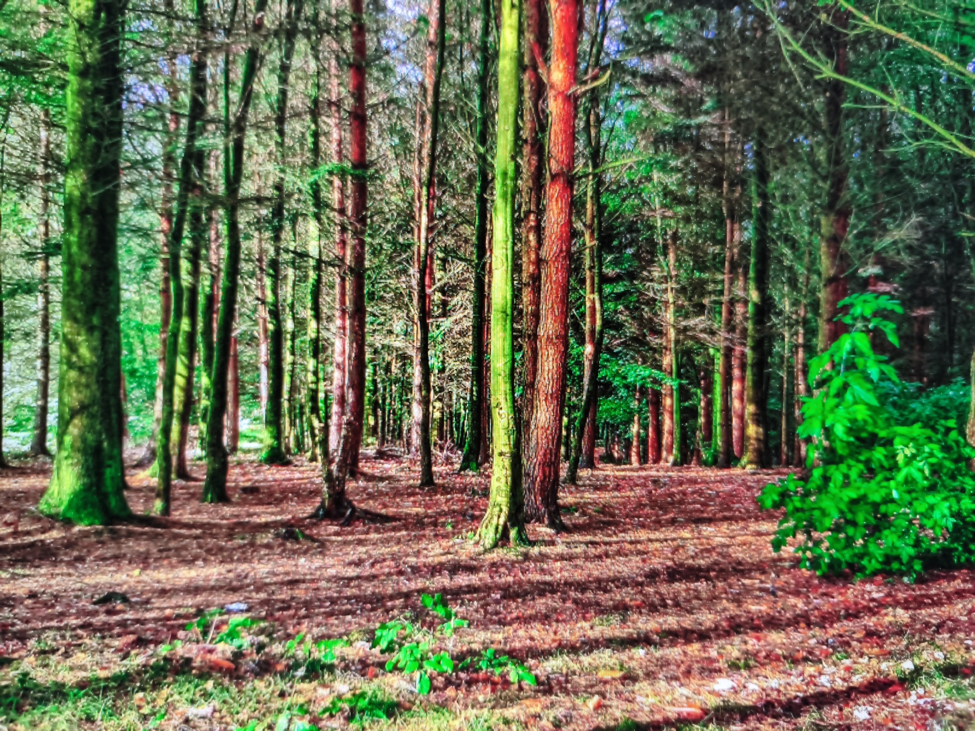 The image depicts a dense forest with tall, slender trees. The ground is covered in fallen leaves and some scattered green foliage. The lighting suggests it is daytime, with dappled sunlight filtering through the canopy, creating shadows on the forest floor. Some tree trunks exhibit vibrant colors, ranging from bright green to reddish-brown, possibly due to the angle of the light or the species of the trees. The overall atmosphere is natural and somewhat wild. There are no people or animals visible in the image. This scene could be found in a forest area located within or near the city of Tsivilsk, Russia.