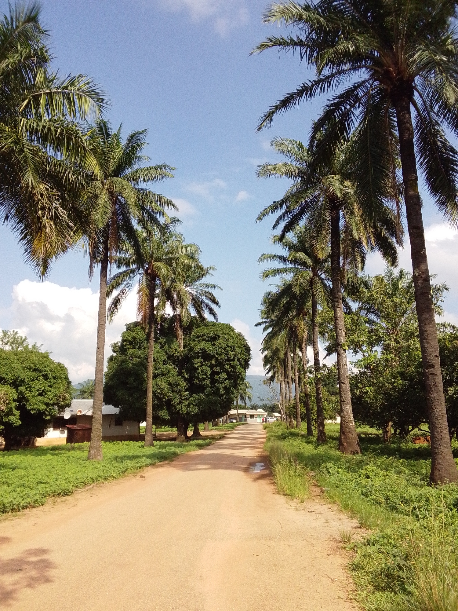 The image depicts a dirt road lined with palm trees on both sides, leading towards a cluster of buildings in the distance. The road is unpaved and appears to be a rural or semi-rural path. The palm trees are tall and slender, with their fronds reaching towards a clear blue sky with scattered white clouds. Lush green vegetation, including grass and bushes, grows along the sides of the road and around the buildings.
The buildings in the background appear to be modest, possibly residences or small structures, with some showing signs of weathered paint. One building has satellite dishes on its roof. The overall atmosphere is one of tranquility and natural beauty. The scene suggests a warm, tropical climate. Without further information or context, pinpointing the exact location within Serti, Nigeria, is not possible based solely on the visual elements. However, the image conveys a sense of a community nestled within a verdant, tropical landscape.