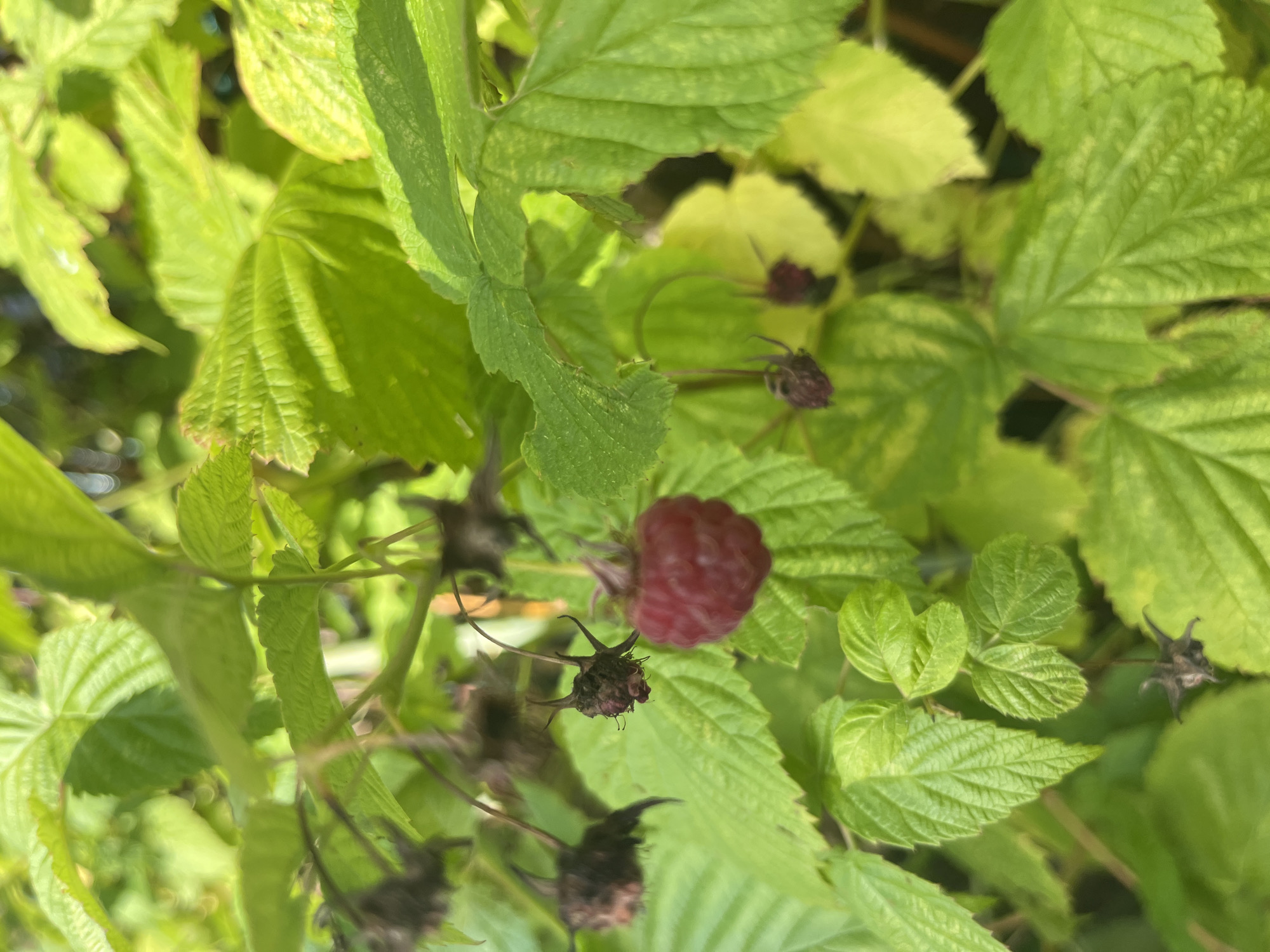 A single ripe red raspberry is visible on a branch surrounded by green leaves. Several withered, dark brown berry remnants are also attached to the branches. The image is taken outdoors in natural light, with some areas of the leaves appearing slightly yellowed. The background is blurred, suggesting a shallow depth of field. The scene appears to be in a natural setting, possibly a garden or wild area. There are no people or buildings visible. The location is stated to be in Vladimirovka, Russia.