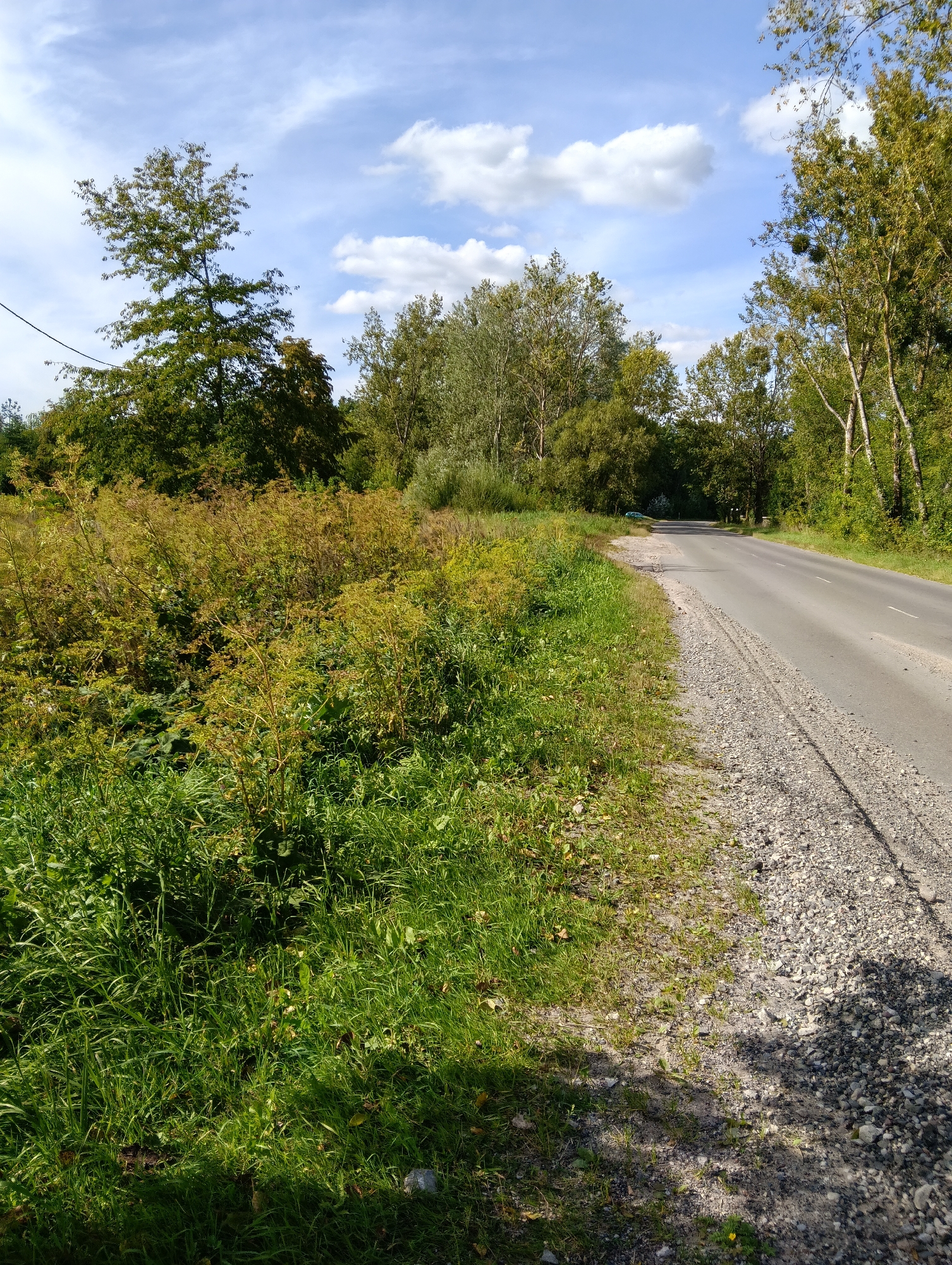 The image depicts a rural roadside scene under a partly cloudy blue sky. A paved asphalt road, with a gravel shoulder, curves gently to the right and recedes into the distance. Dense green foliage, including tall grass and bushes with yellowing leaves, lines the left side of the road. A line of trees, some with visible mistletoe, borders the right side of the road. The overall environment suggests a natural, undeveloped area likely outside a major urban center. The scene is devoid of any human presence or activity. The lighting suggests it is daytime. The specific location in the city of Hrodna, Belarus, is not discernible from the visual evidence.
