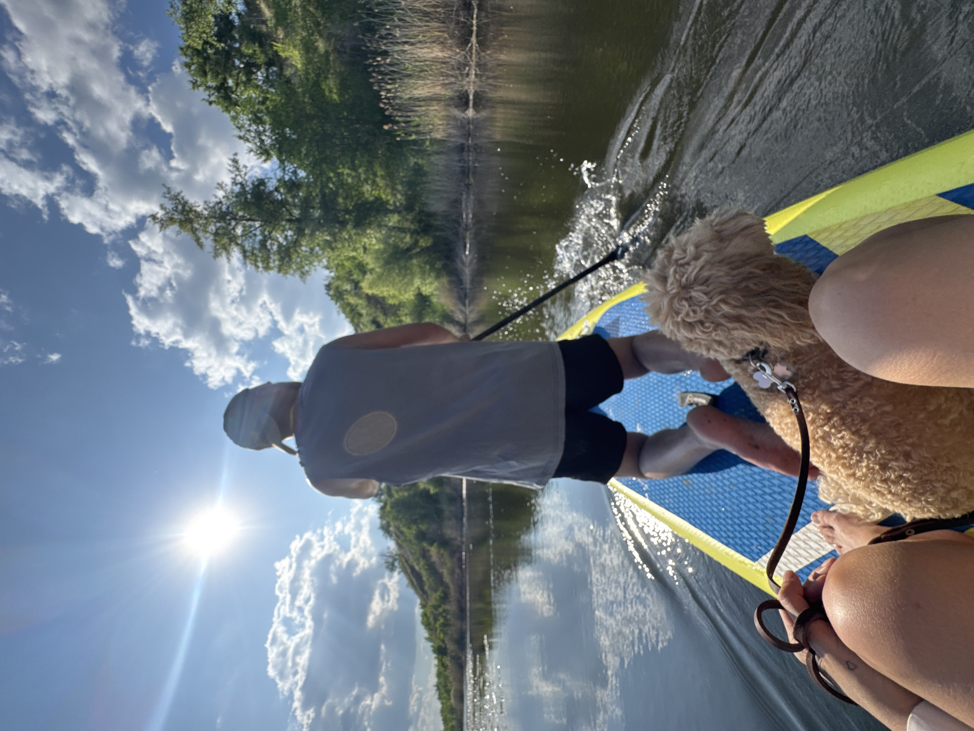 An overhead, rear-view perspective shows two people and a dog on a paddleboard in the city of Pribrezhnyi, Russia. The sun is high in a bright blue sky with scattered white clouds, creating a strong lens flare. The paddleboard is bright blue and yellow, with the front portion occupied by the legs and hands of one person holding a brown leash attached to a small, tan, curly-haired dog. A second person, a male wearing a gray sleeveless shirt, black shorts, and a baseball cap, is kneeling further back on the paddleboard, using a paddle to propel them through dark, reflective water. The water is disturbed by the paddle, creating white wakes. The background consists of lush green trees and vegetation along the shoreline, with tall reeds visible on the right. The overall scene depicts a peaceful day on the water.