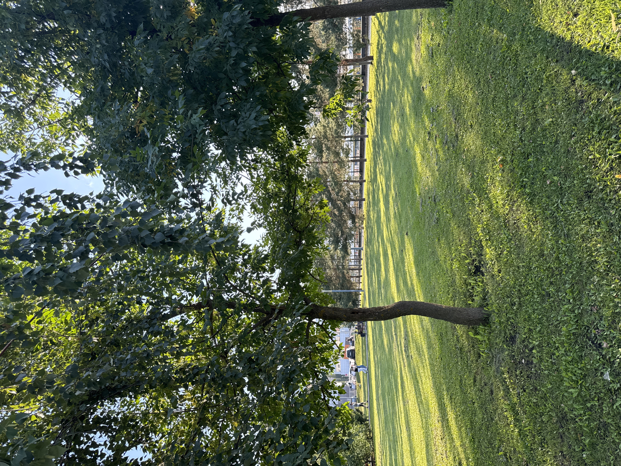 The image depicts a sun-drenched park scene, likely located in Ufa, Russia, given the context provided. In the foreground, a young tree with a slender, slightly curved trunk stands on a patch of lush green grass. The sunlight casts long, dappled shadows across the lawn, indicating it is either early morning or late afternoon.
Further back, a row of mature trees with dense green foliage creates a natural barrier. Beyond these trees, a line of coniferous trees stretches across the mid-ground. In the distance, several people are visible, engaged in activities such as walking and conversing. Some are near a road or pathway, with cars parked in the vicinity. Buildings and other urban structures can be discerned beyond the trees, suggesting the park is situated within a city. The overall atmosphere is serene and leisurely, characteristic of a public park setting on a pleasant day.