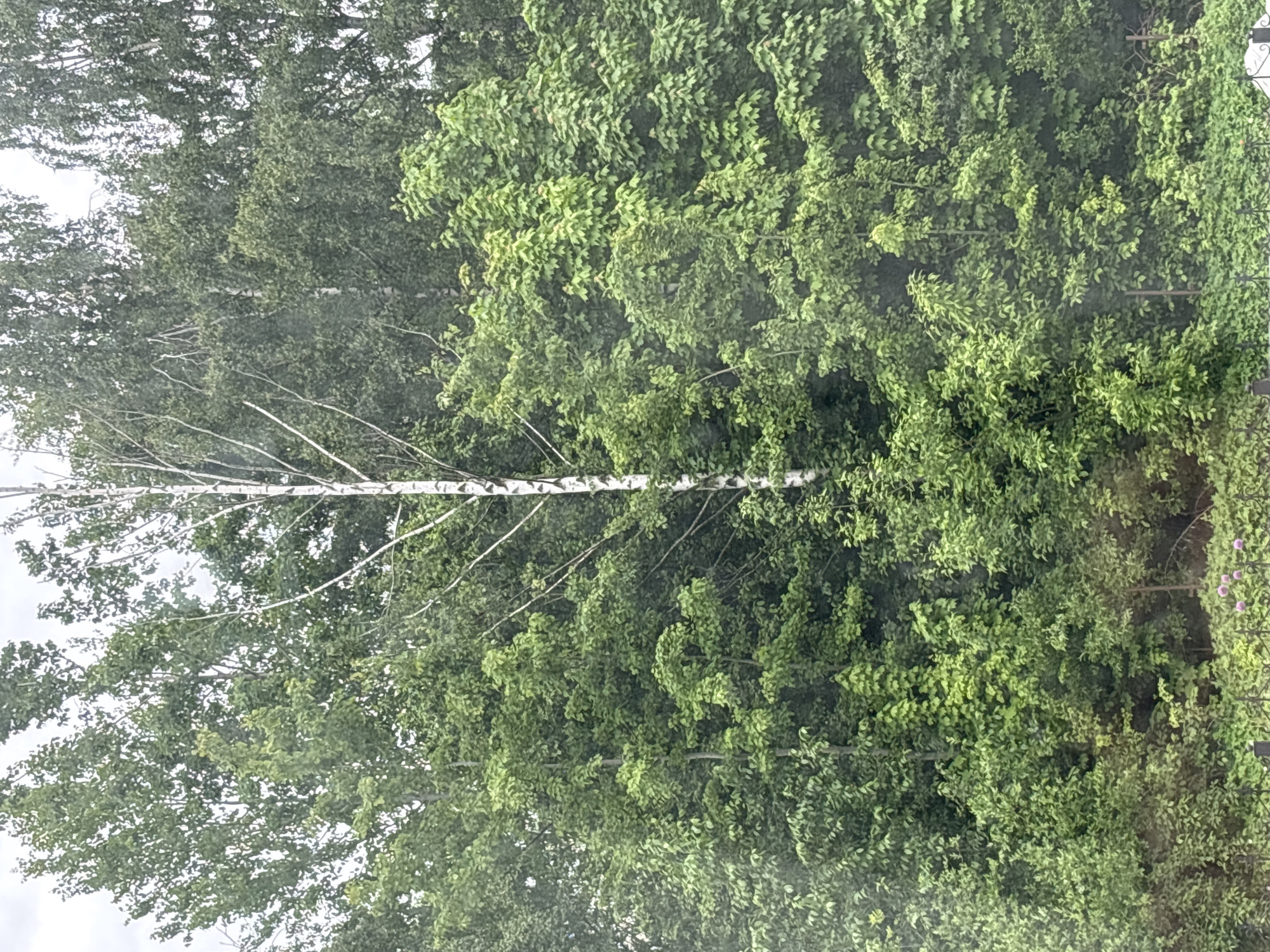 The image shows a view of trees, including a birch tree with white bark and sparse branches, against a background of lush green foliage. The setting appears to be outdoors, possibly in a park or garden. Given the request, it's reasonable to assume this is within the city of Saint Petersburg, Russia, although specific landmarks are not visible to confirm the location definitively. The focus is primarily on the natural elements of trees and leaves. No people, animals, or specific objects are prominently visible. The interaction is simply the natural juxtaposition of the trees. The environment seems overcast and humid.