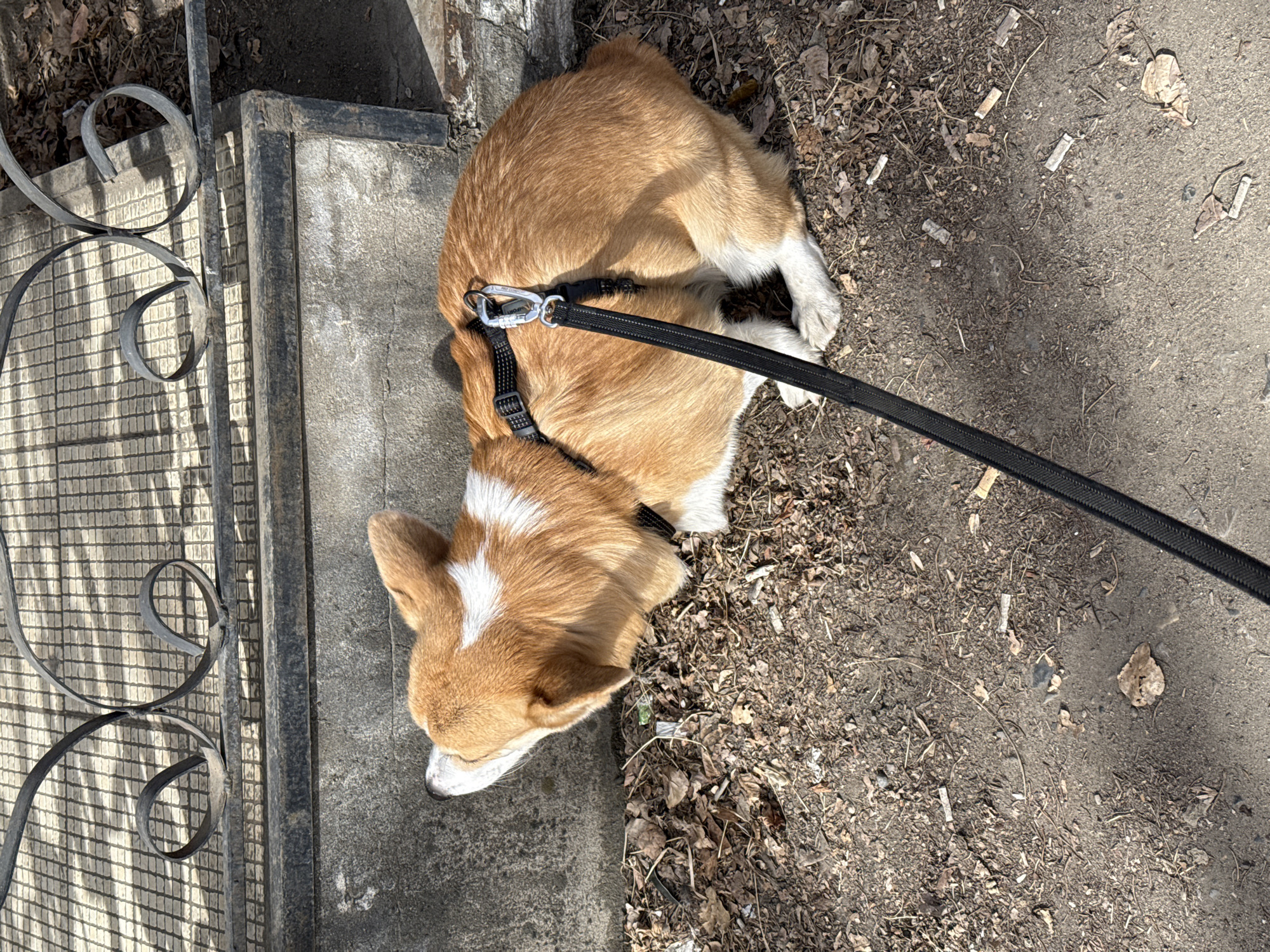 The image depicts a Corgi dog resting outdoors in Borzya, Russia. The dog, featuring a distinct brown and white coat, is lying on its side on the ground, with its head lowered as if in a relaxed state or possibly sleeping. It is equipped with a black harness that includes a silver carabiner clip, and an attached black leash extends out of the frame towards the right.
The setting appears to be a public outdoor space, characterized by a dual surface: a section of concrete or pavement and an adjacent area of dirt scattered with dried leaves and small debris, notably including several cigarette butts. To the left of the dog, an ornate dark metal structure, likely a fence or railing with decorative scrolls, casts a striking grid-like shadow onto a lighter-colored, possibly tiled or patterned concrete surface.
The strong, well-defined shadows indicate bright daylight, suggesting the time of day is sunny, possibly midday or early afternoon. The presence of dry leaves and barren ground hints at a non-summer season, such as late autumn, winter, or early spring. The dog appears calm and comfortable in its posture. No discernible text is visible within the image.