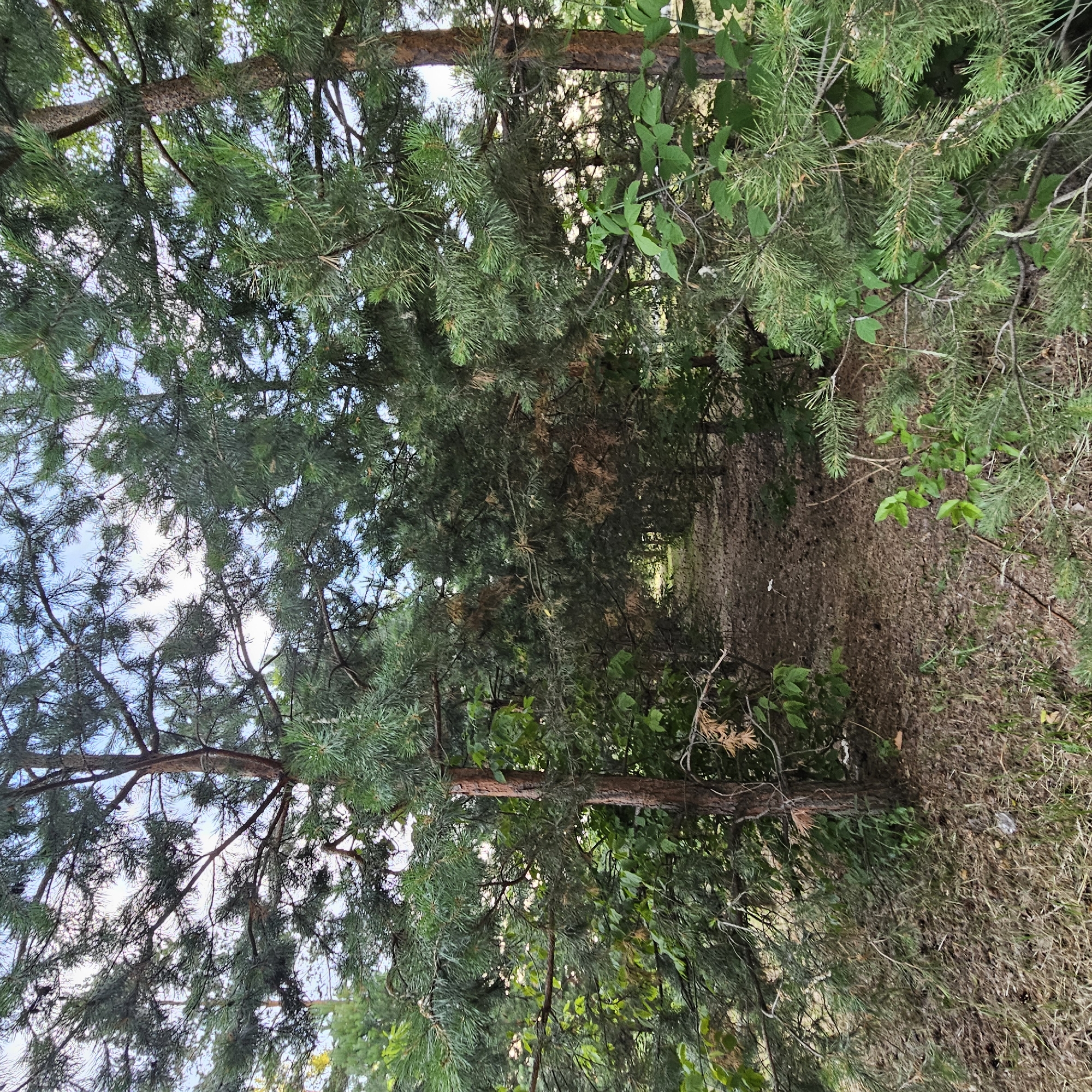 The image depicts a woodland path in Kemerovo, Russia. The path is covered with pine needles and dry leaves, suggesting it is likely in a forest or park area. Tall pine trees with dense green foliage line both sides of the path, creating a natural canopy overhead. Sunlight filters through the branches, casting dappled shadows on the ground. The overall environment is natural and undeveloped, indicative of a rural or park-like setting within the city of Kemerovo. There are no people or man-made structures visible in the image. The scene conveys a sense of tranquility and natural beauty.
