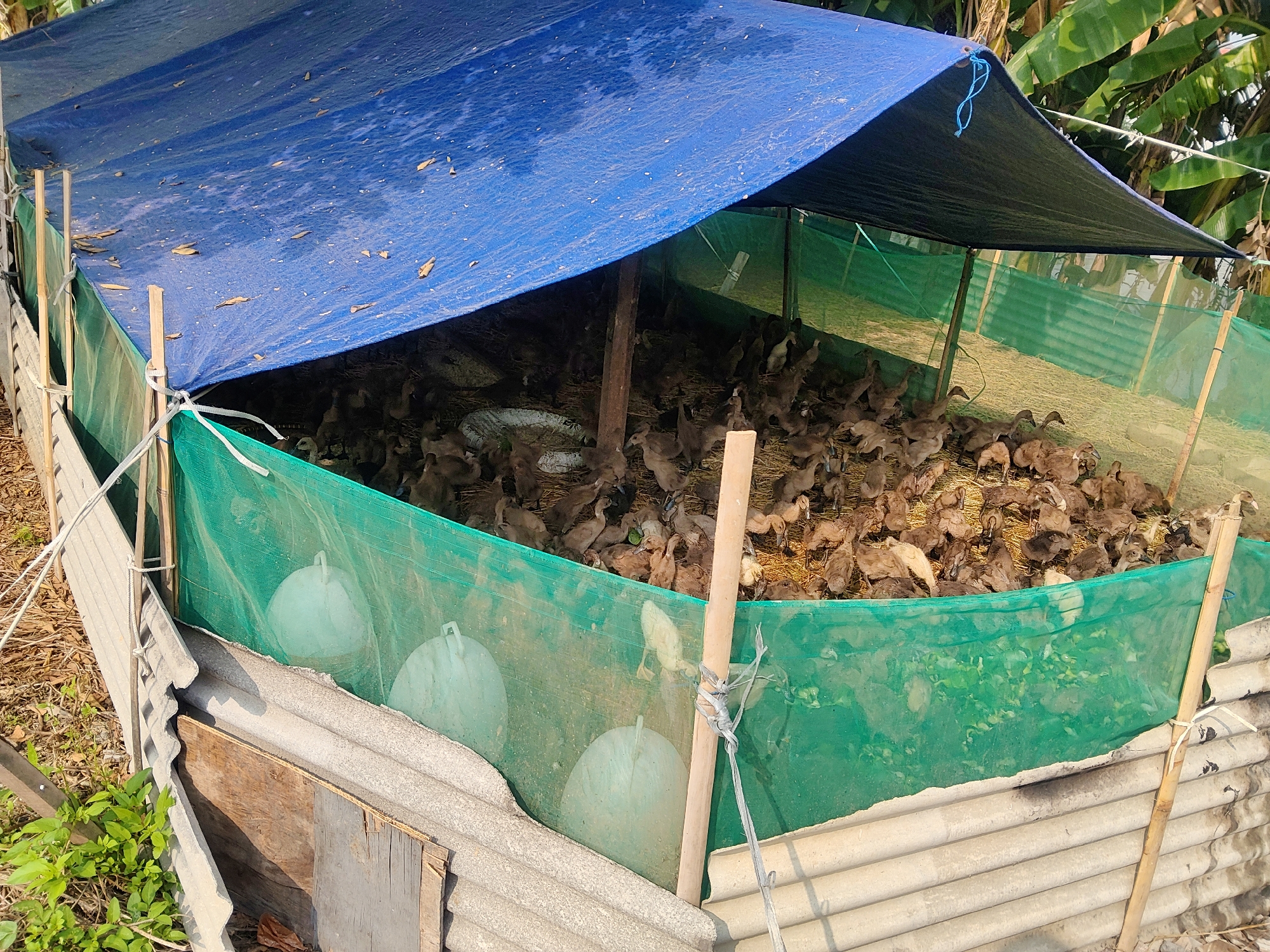 The image shows an outdoor enclosure for ducks in Mekarmukti, Indonesia. The enclosure is covered with a blue tarp, supported by wooden poles. The sides are made of corrugated metal and green netting. Inside, a large number of ducks are gathered on a bed of straw. Two white plastic water containers are visible through the netting. The background includes green foliage, likely banana leaves, suggesting a tropical or subtropical environment. The scene appears to be a functional, albeit basic, duck farm or sanctuary.