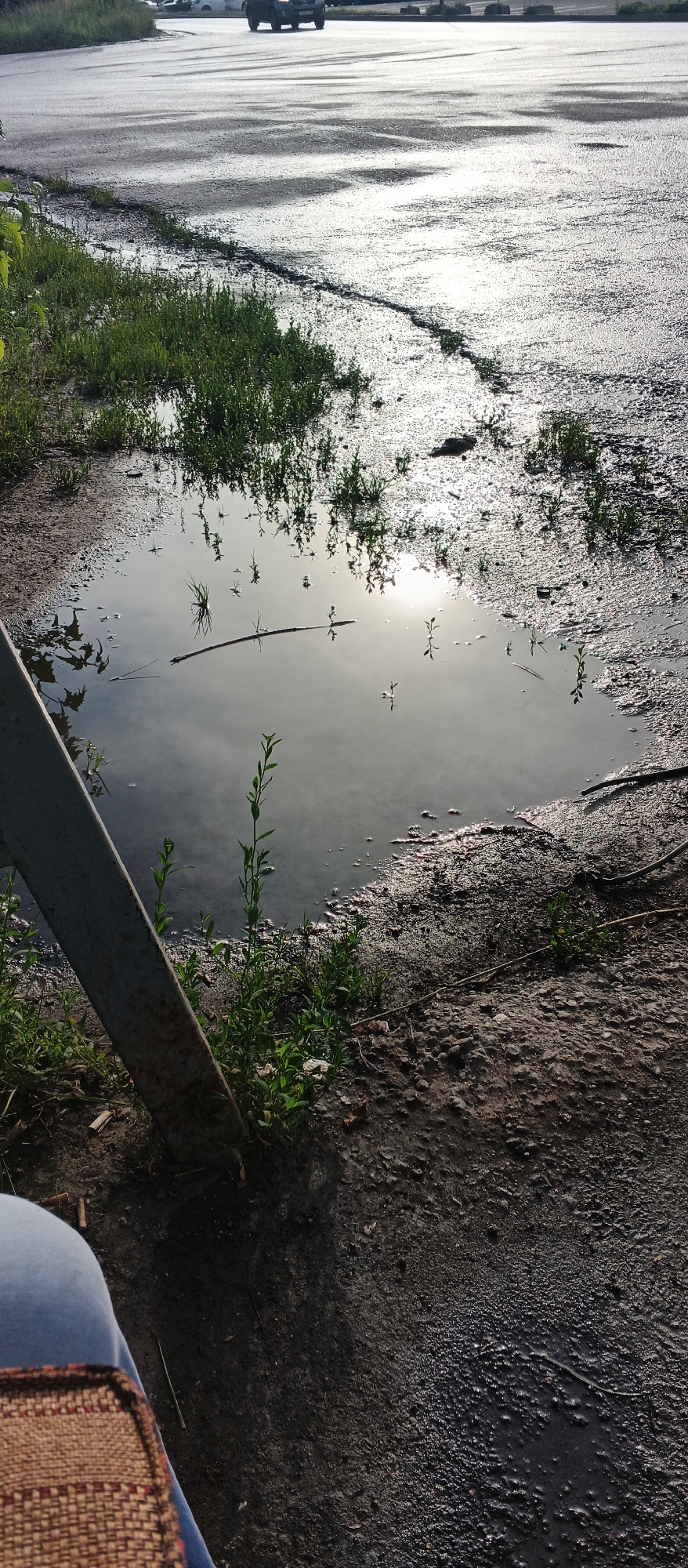 The image depicts a puddle on an asphalt surface, reflecting the sky and the sun. Green grass and small plants are growing around the edges of the puddle and along the side of the asphalt. A metal pole is visible in the lower left portion of the image, angled into the scene. In the background, there are cars on the asphalt, suggesting an outdoor area such as a parking lot or a road. The lighting suggests it is daytime, with the sun creating a glare on the wet surfaces. The presence of grass and a puddle indicates recent rain or a naturally moist area. The overall scene appears to be an ordinary outdoor environment, possibly in a semi-urban or rural setting, given the mix of asphalt and vegetation.