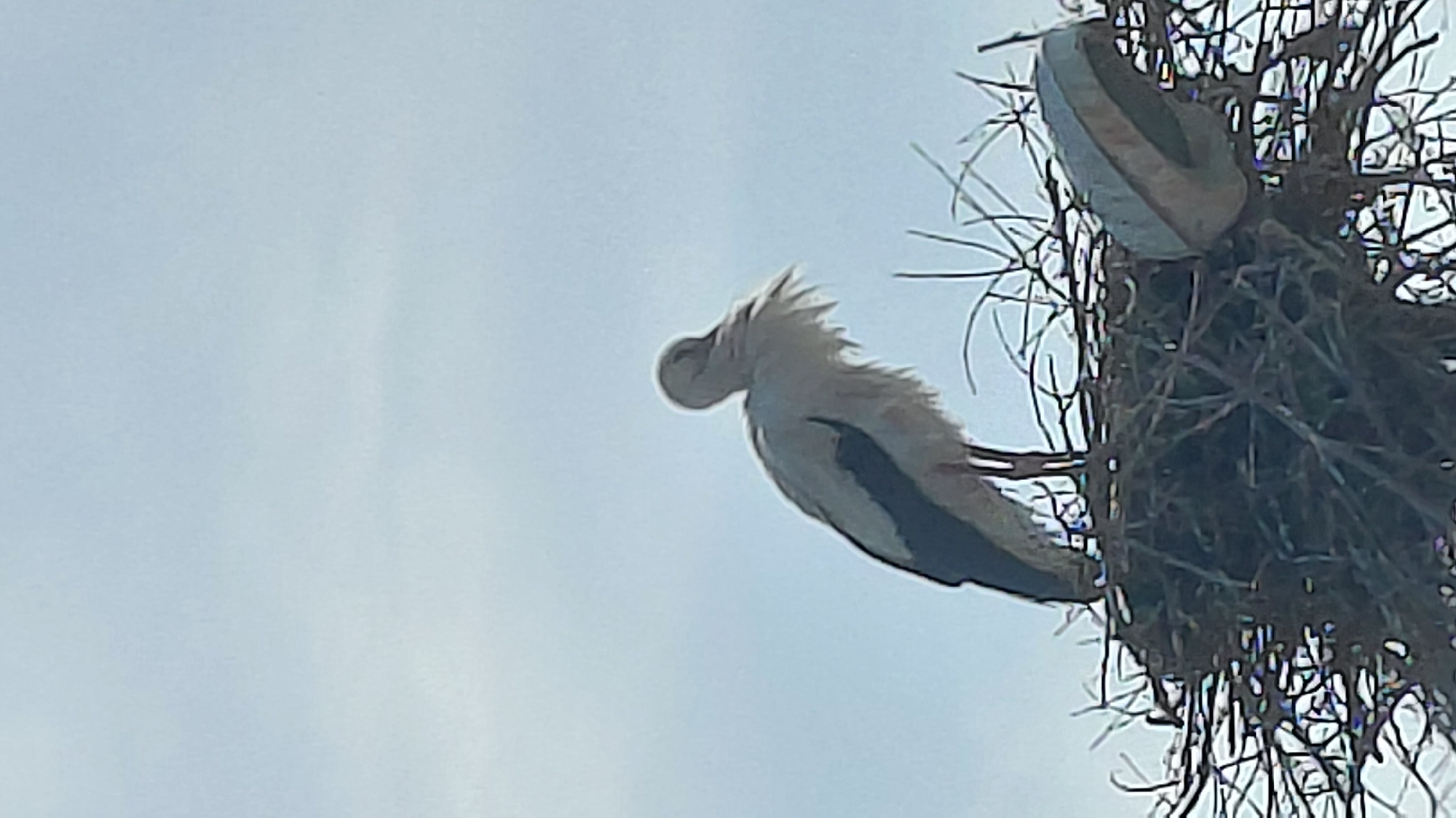 A large bird, possibly a stork or heron, is captured from a low-angle perspective against a bright, light blue sky. The bird, primarily white with dark sections on its back or wings, is positioned on the left, appearing to preen its ruffled feathers, with its head bent backward towards its body. On the right, a robust nest, meticulously constructed from numerous dark twigs and branches, is visible. An unexpected item, a light-colored, worn-out sneaker or shoe, with its sole clearly visible, is integrated into the structure of the nest. The clear sky suggests a daytime scene with good weather conditions. The elevated position of the nest and bird implies they are in a tree or on a high structure. No human presence or text is discernible in the image.
