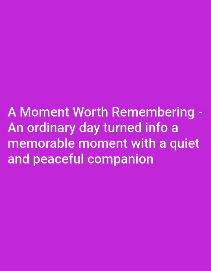 The image is a plain purple background with white text. The text reads: "A Moment Worth Remembering - An ordinary day turned into a memorable moment with a quiet and peaceful companion". There are no specific geographical locations mentioned in the text or depicted in the image, therefore it is not possible to provide any details about the city of Baku, Azerbaijan.